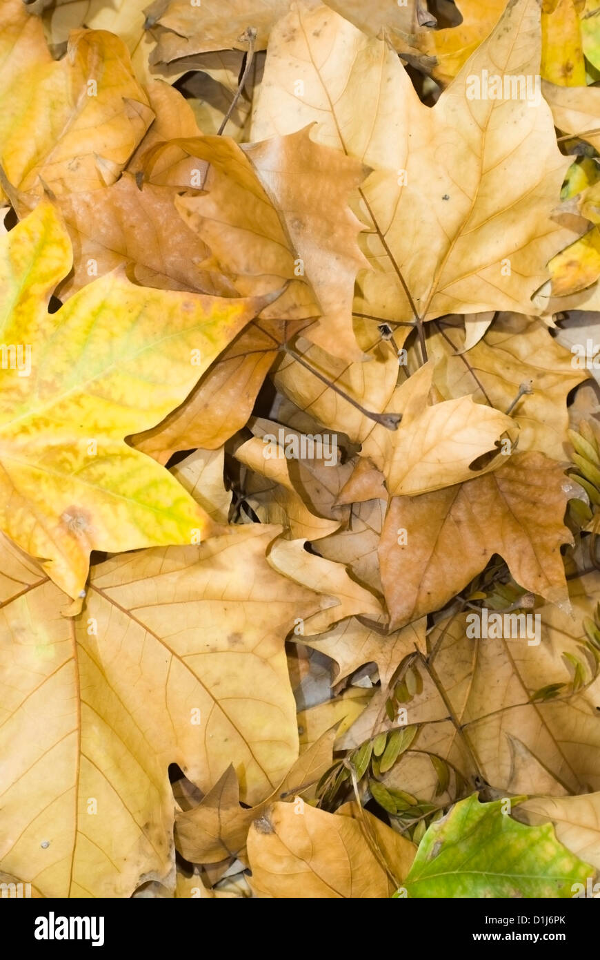 Autumn leaves frame background Stock Photo - Alamy
