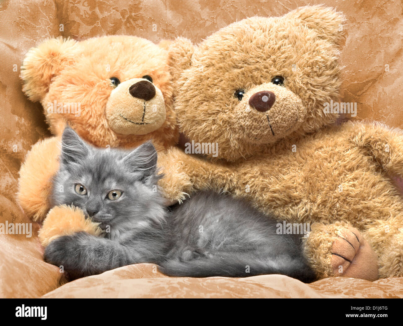 cat and teddy bear