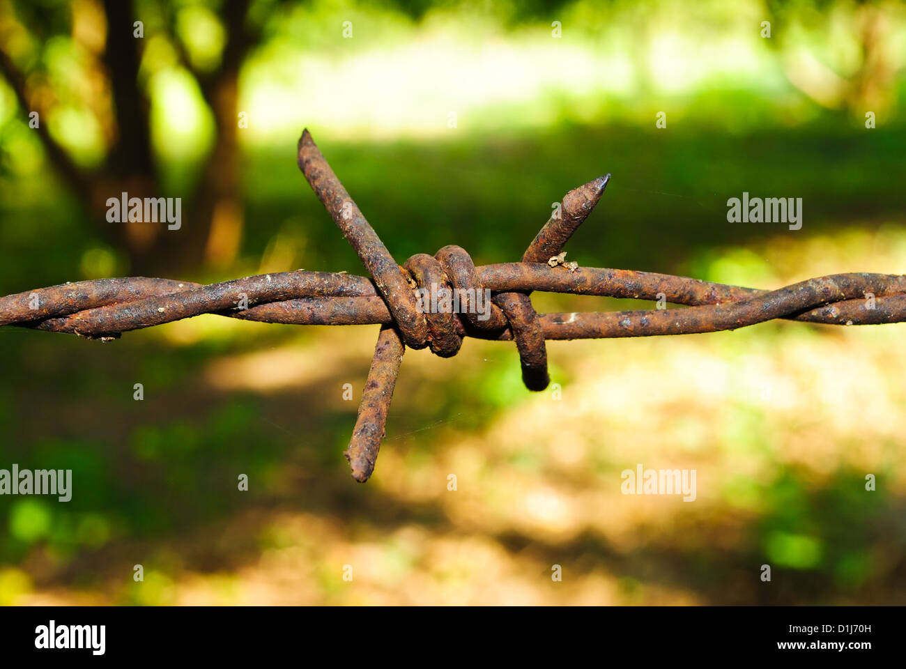 Barbed wire Stock Photo