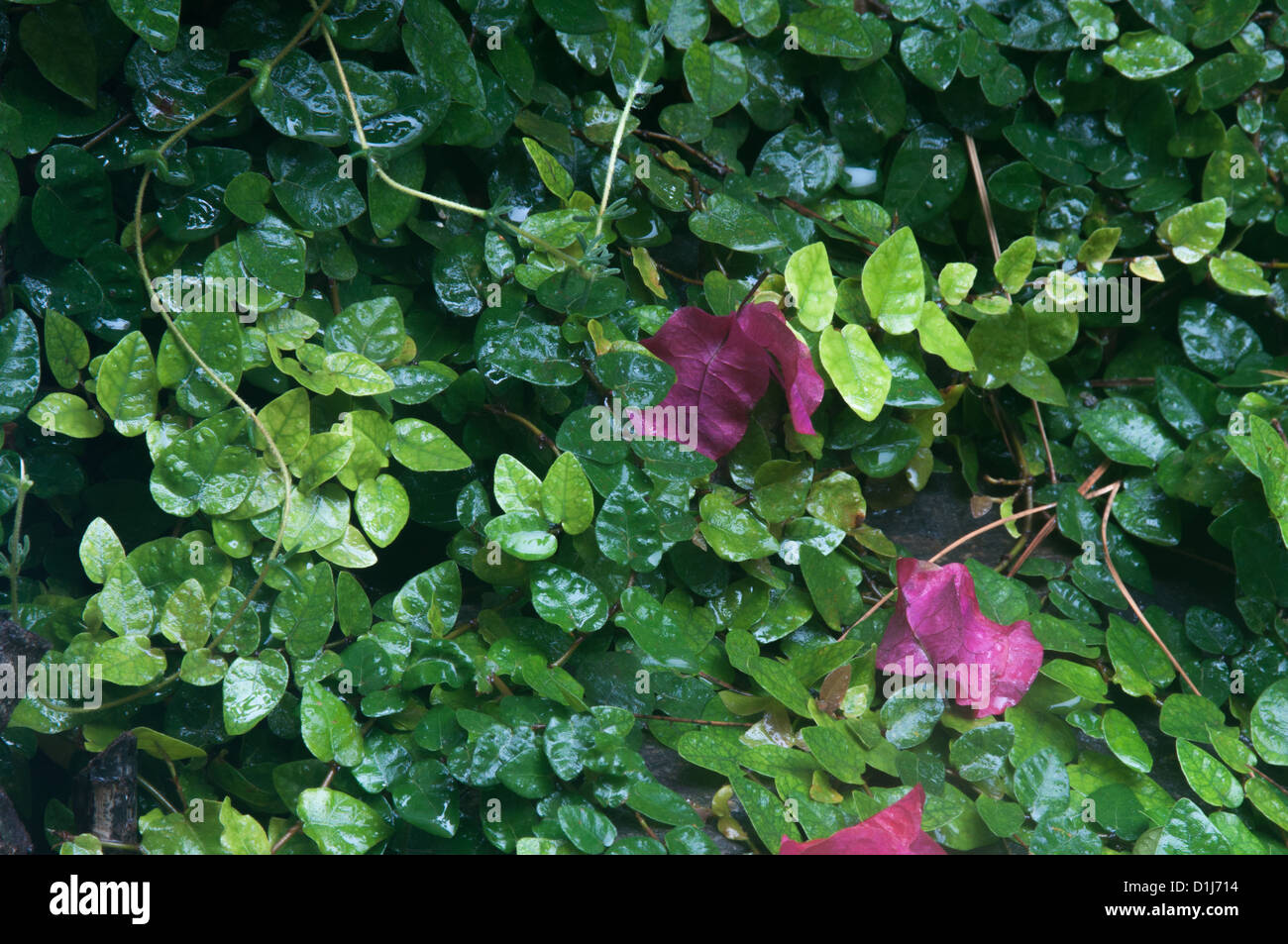 Small green leaves in a pond with purple petals Stock Photo