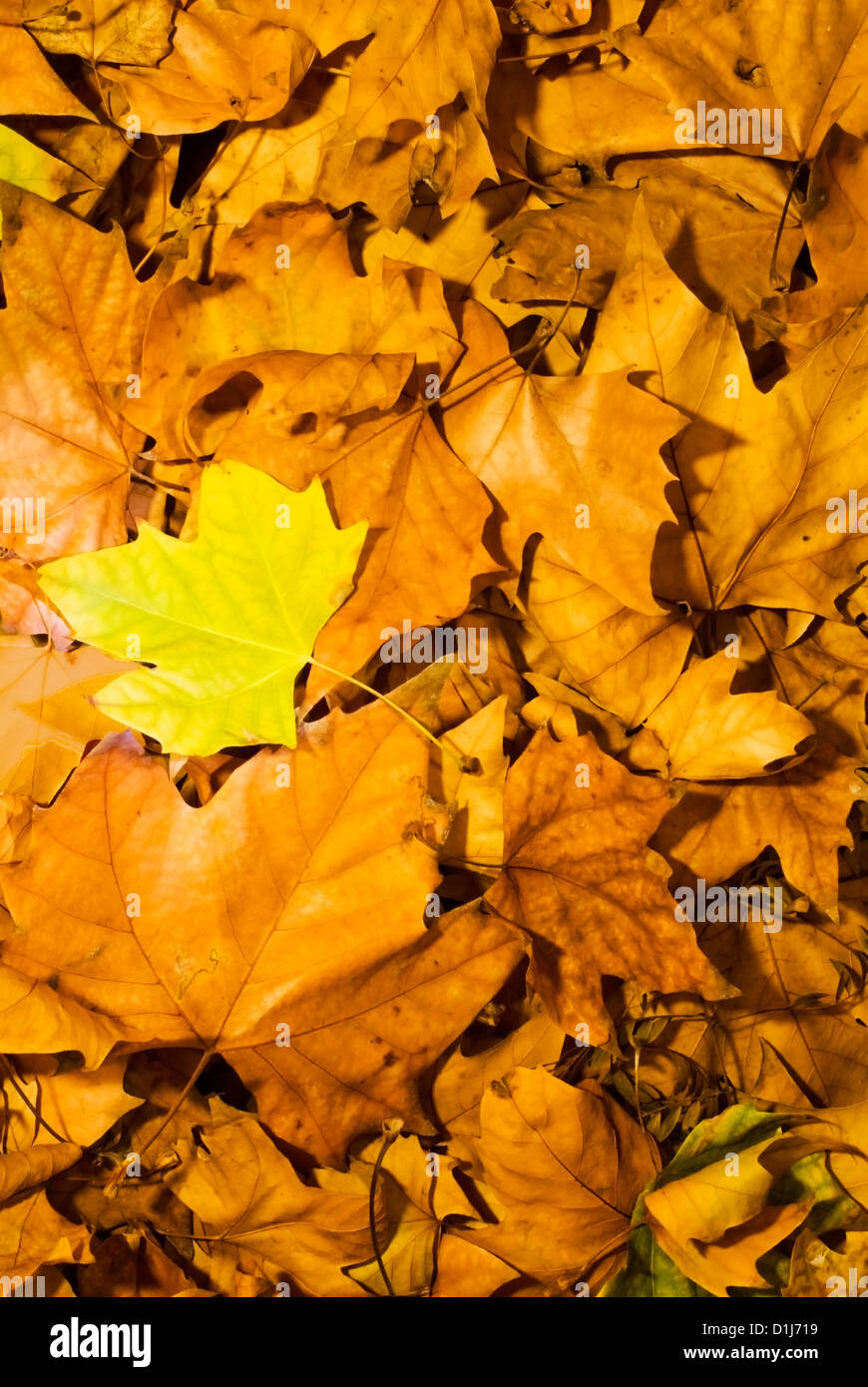 Autumn leaves frame background Stock Photo - Alamy