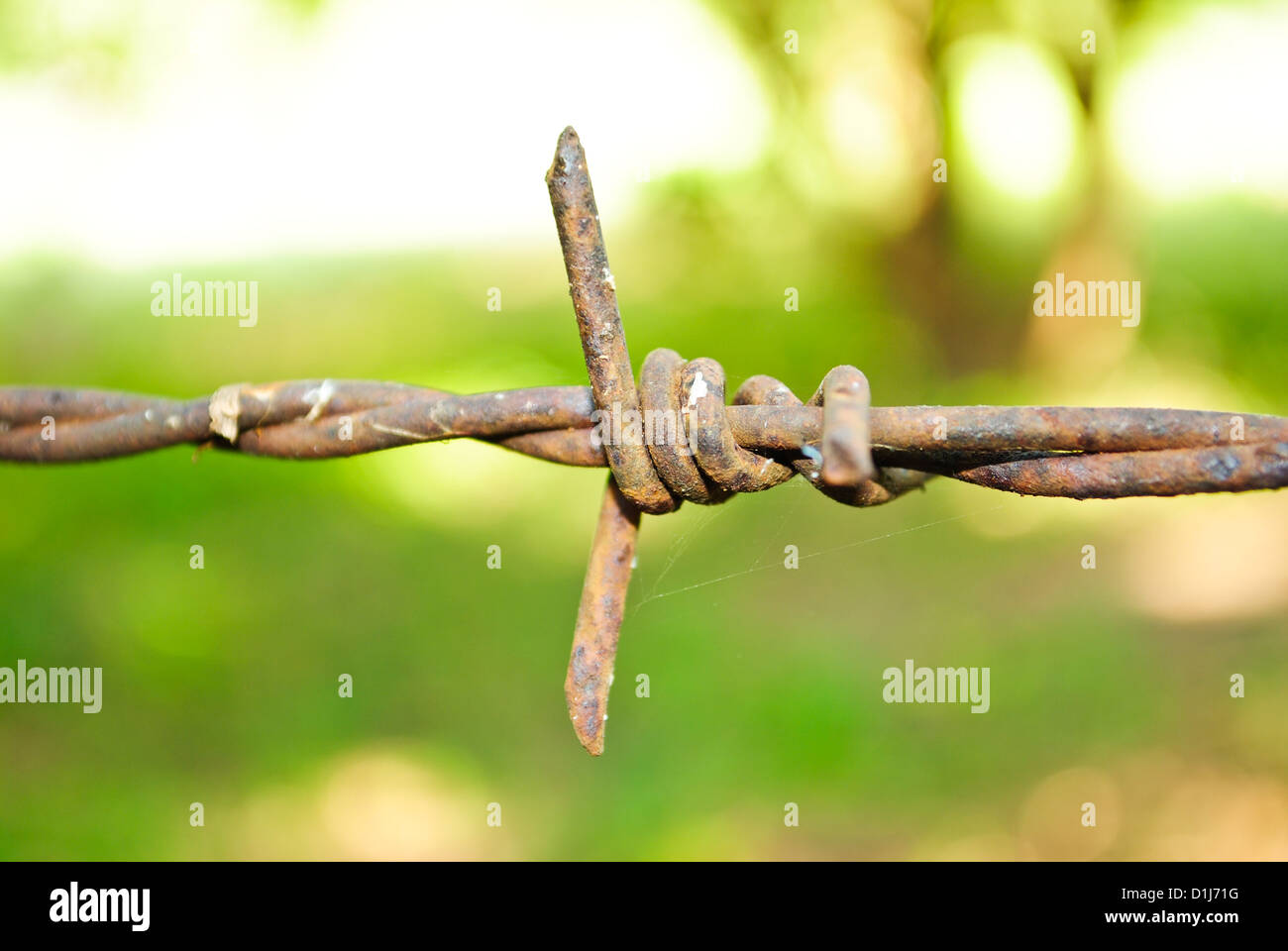 Barbed wire Stock Photo