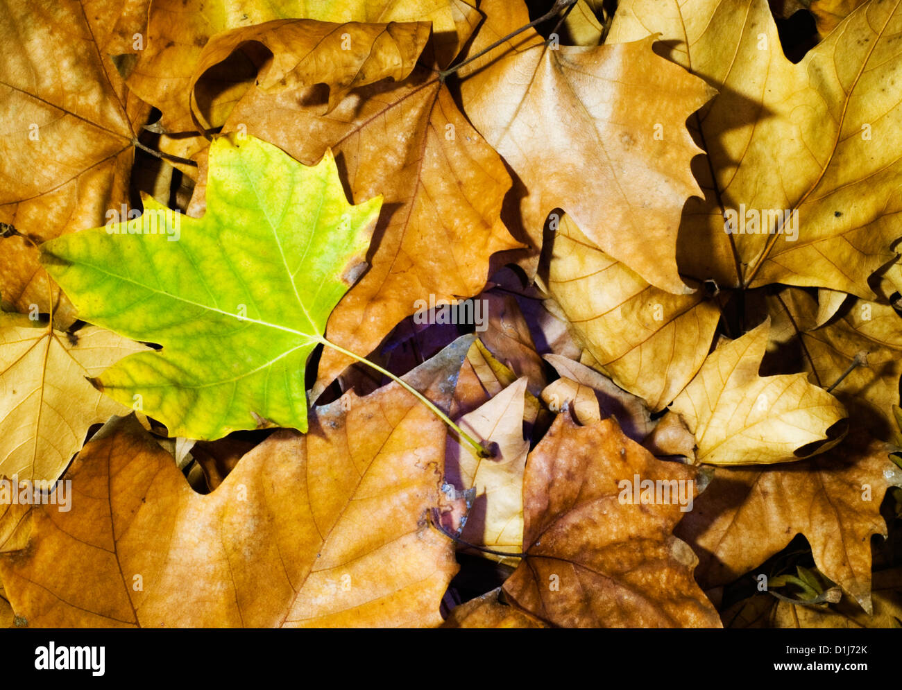 Autumn leaves frame background Stock Photo - Alamy