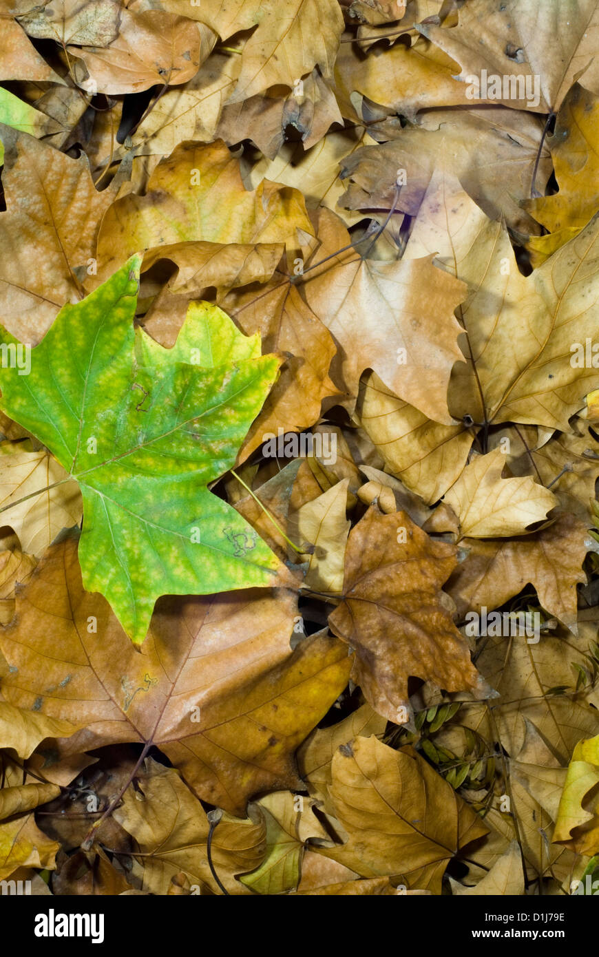 Autumn leaves frame background Stock Photo - Alamy