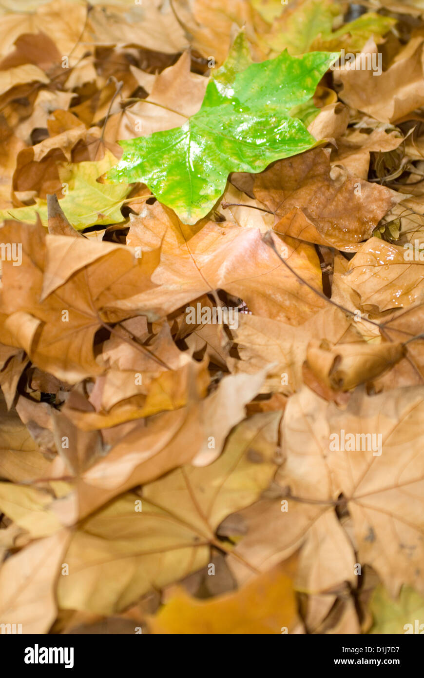 Autumn leaves frame background Stock Photo - Alamy