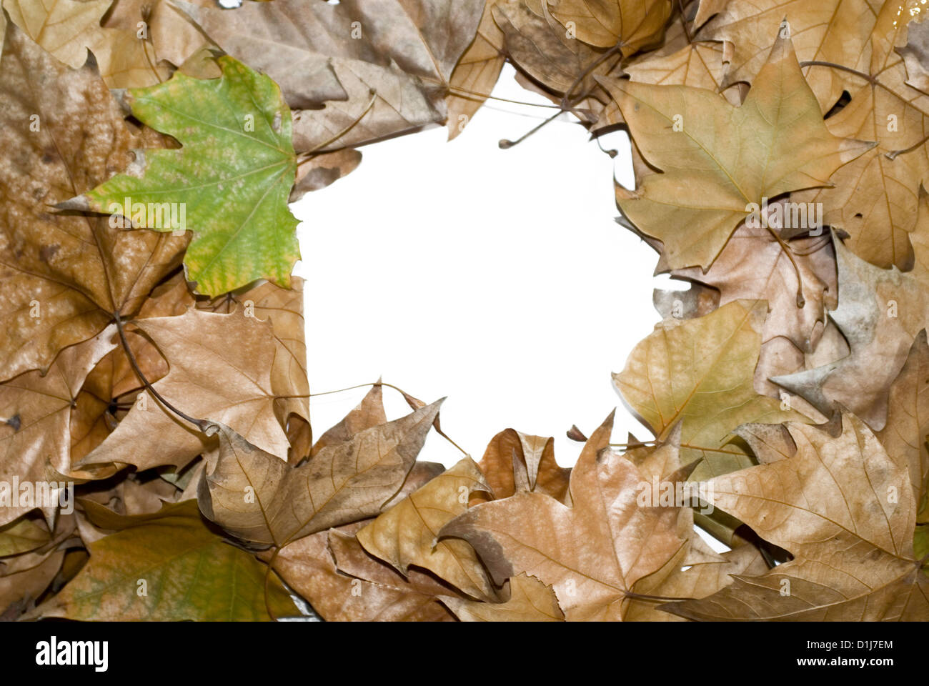 Autumn leaves frame background Stock Photo - Alamy