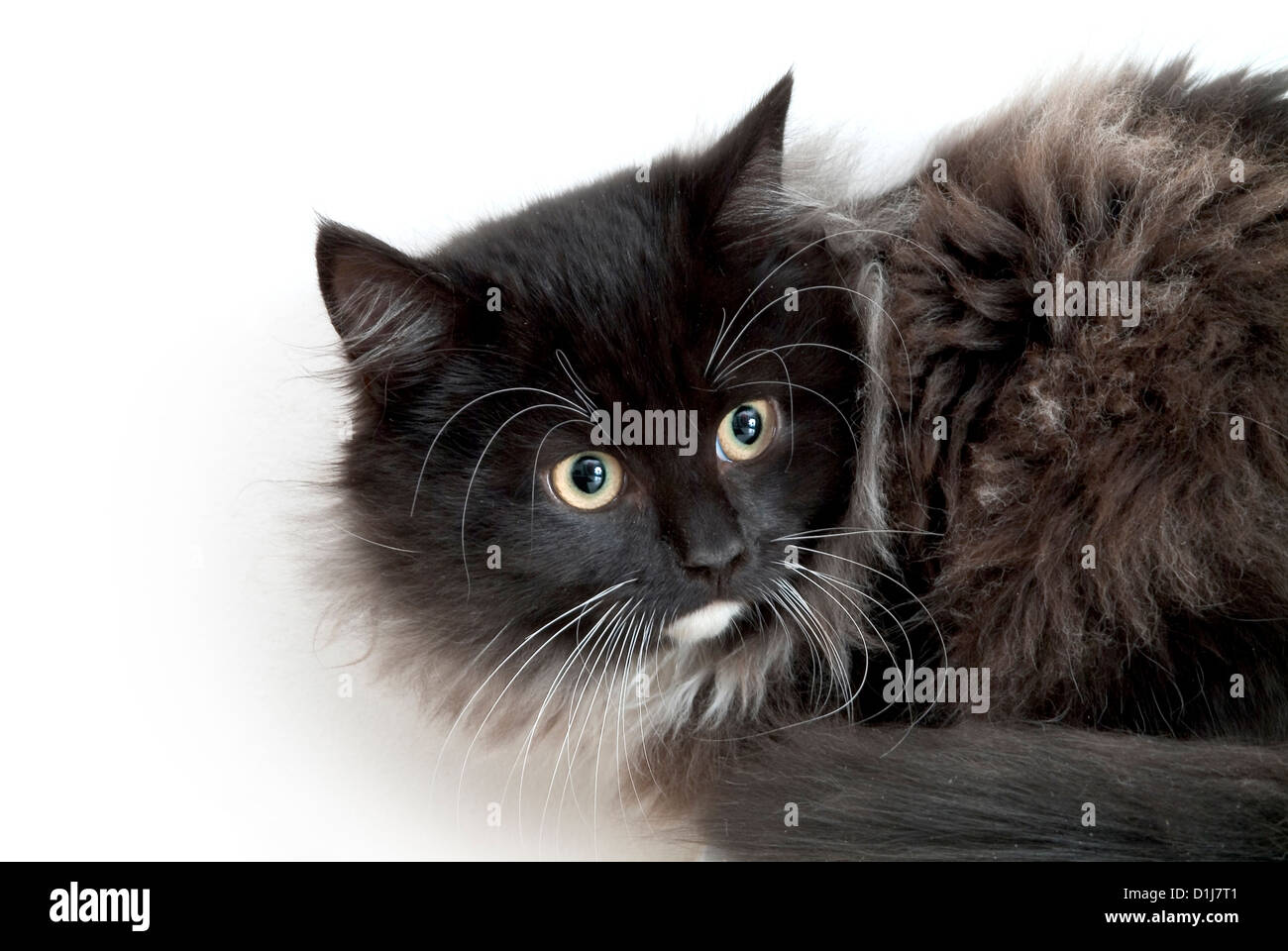 Black and white siberian domestic cat hi-res stock photography and ...