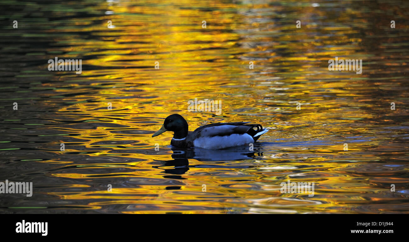 Mallard Short Light Grey main image 1