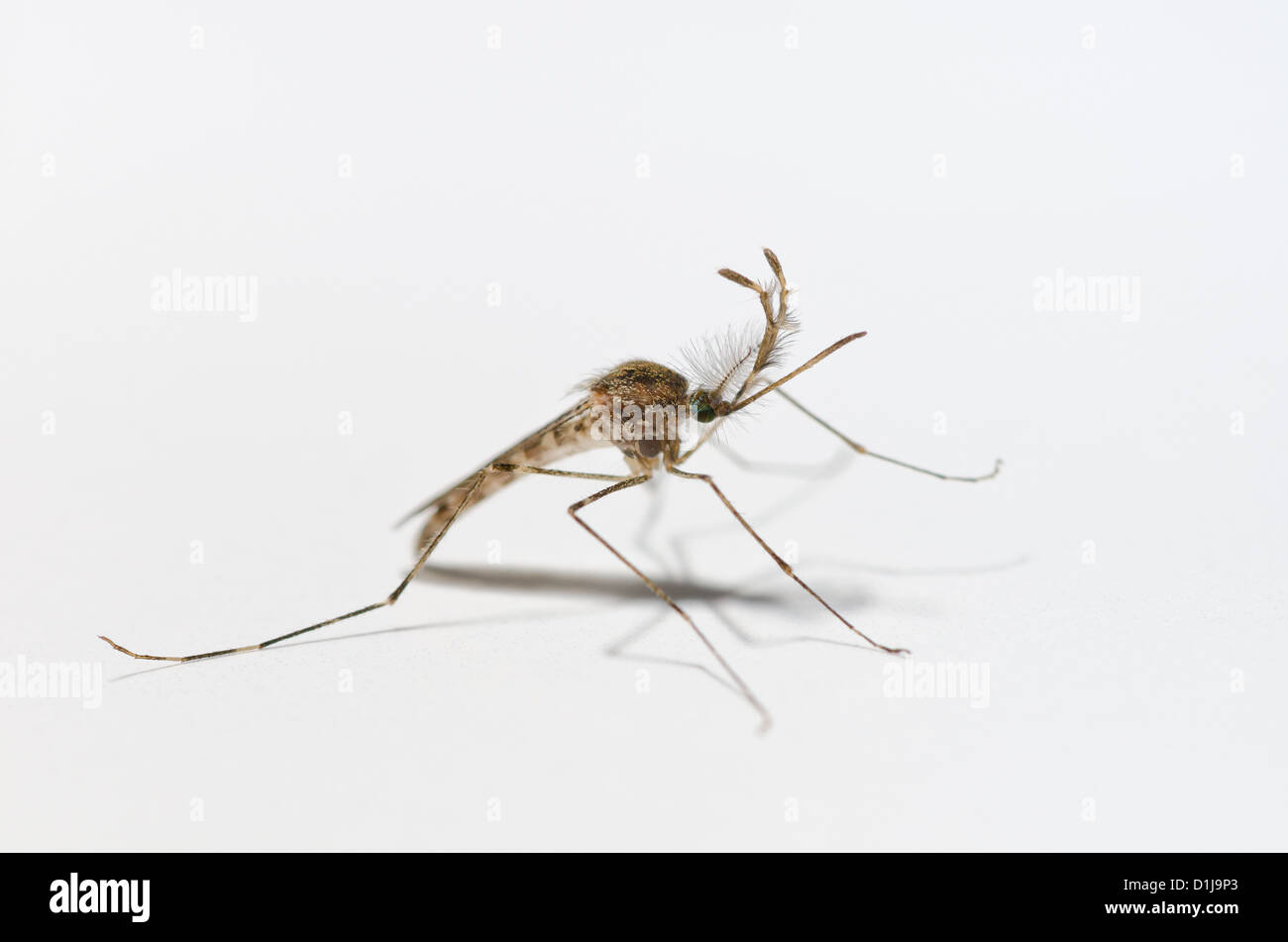 Mosquito Anopheles menace blood sucking rampage growing in UK due to