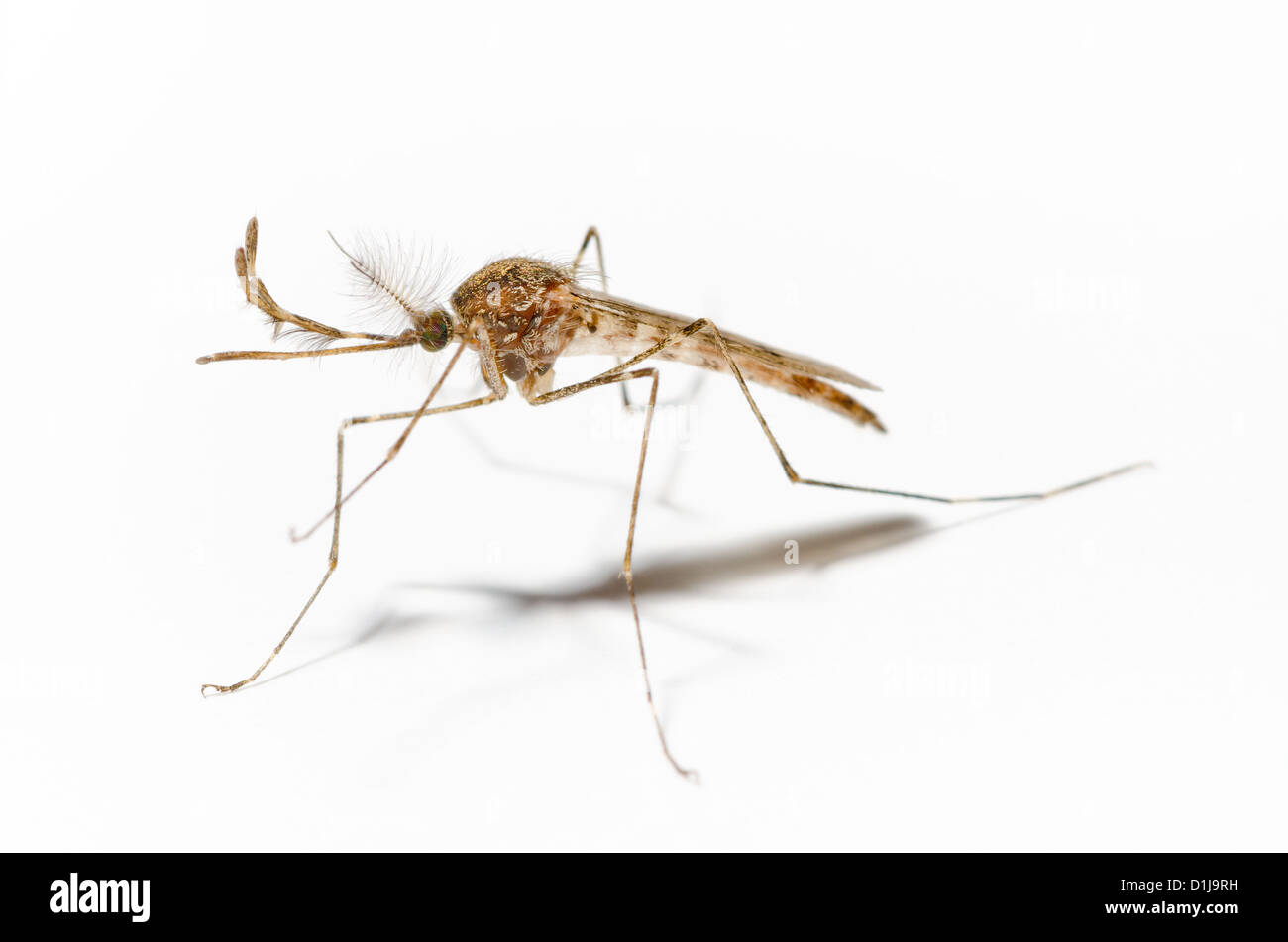 Mosquito Anopheles menace blood sucking rampage growing in UK due to