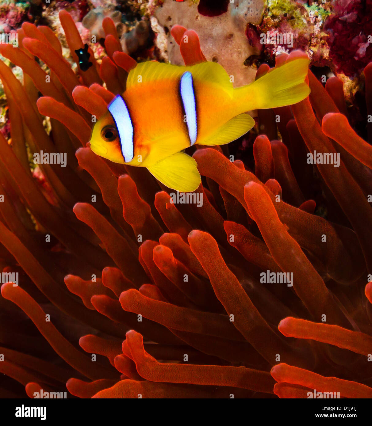 Red sea Clownfish (Anemonefish) next to a vivid red anemone on a coral reef Stock Photo