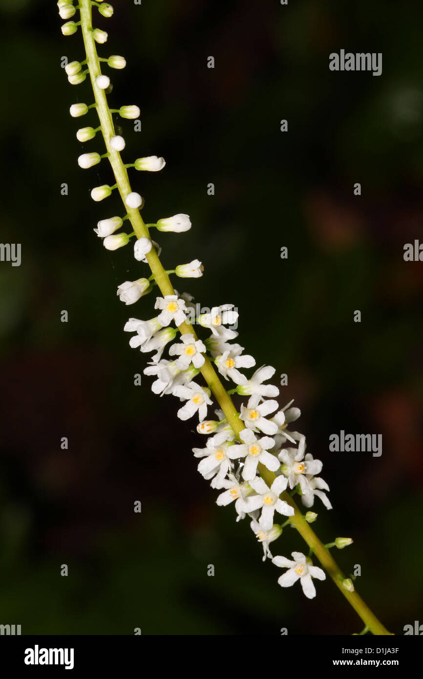 Galax. Galax rotundifolia. Diapensiaceae family. Wandplant, Wandflower