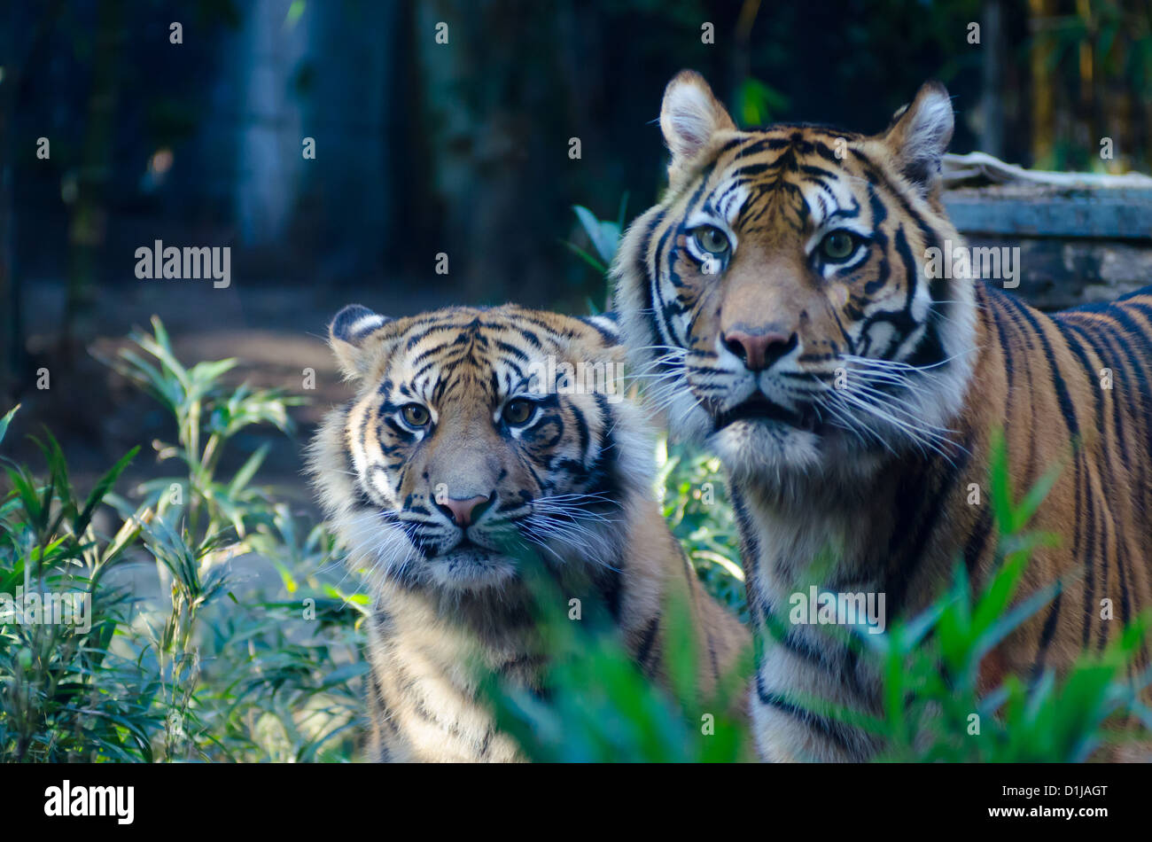 Sydney zoo hi-res stock photography and images - Alamy