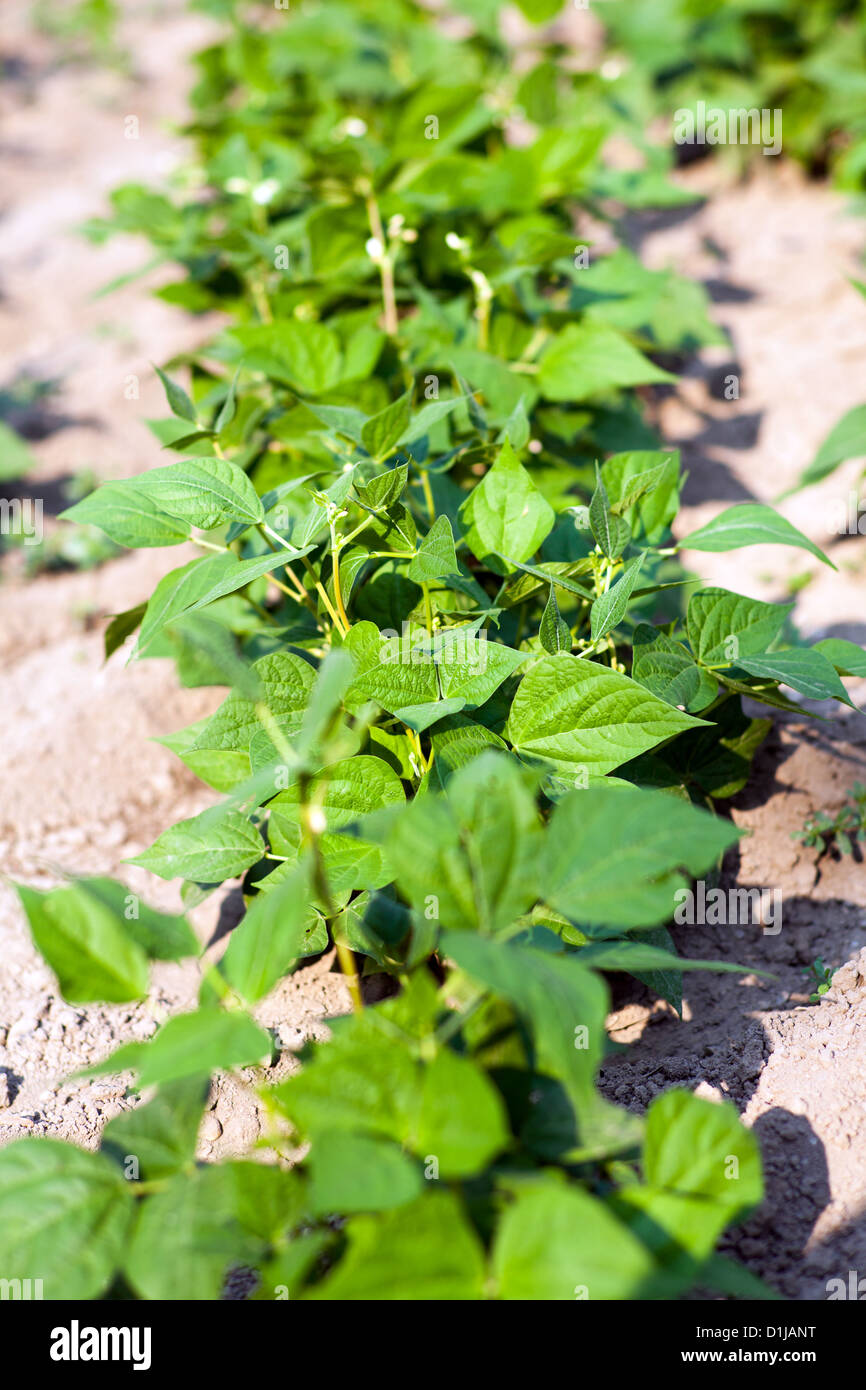 Bean plant hi-res stock photography and images - Alamy