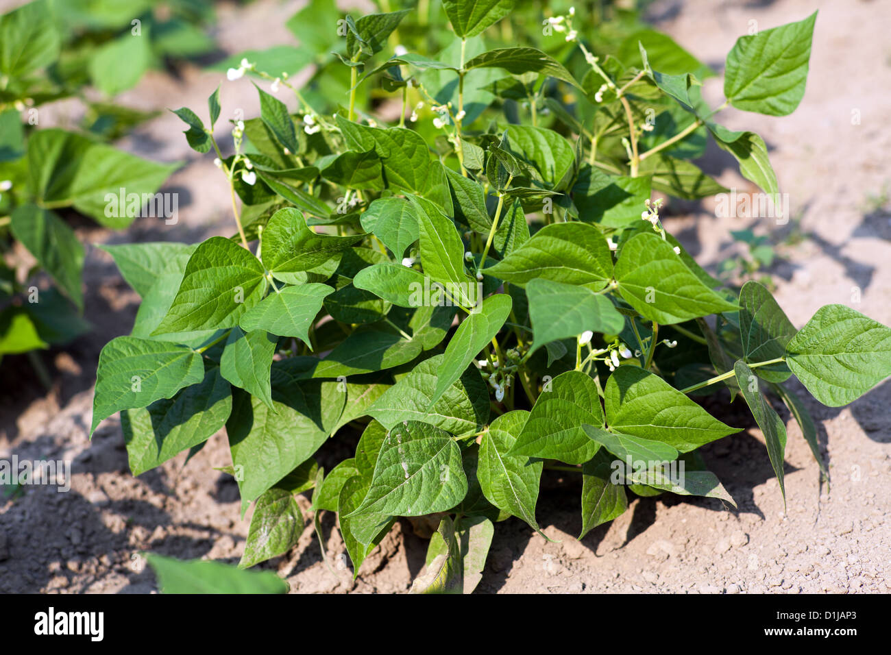 Young bean plant with flowers in the garden Stock Photo - Alamy
