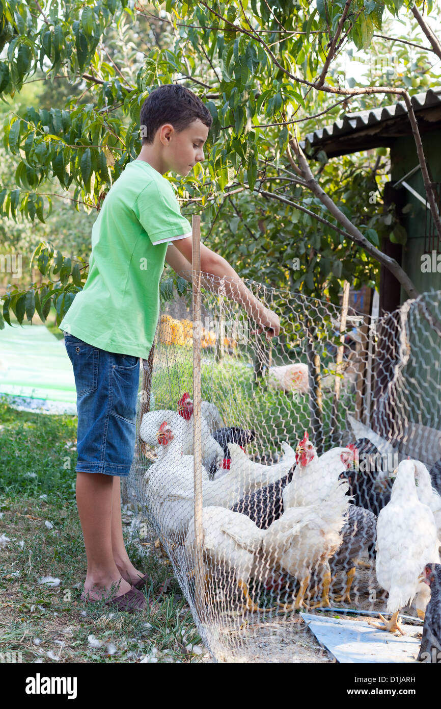 Country boy feeding chickens, at countryside Stock Photo