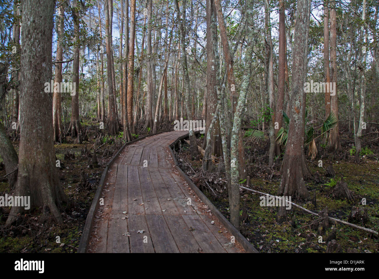 The Barataria Preserve, a part of Jean Lafitte National Historical Park and Preserve Stock Photo