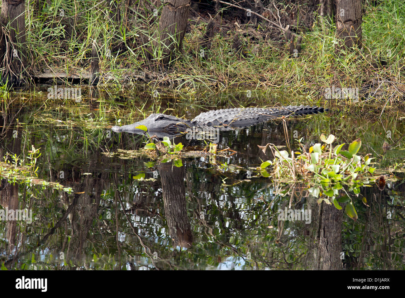 The Barataria Preserve, a part of Jean Lafitte National Historical Park and Preserve Stock Photo