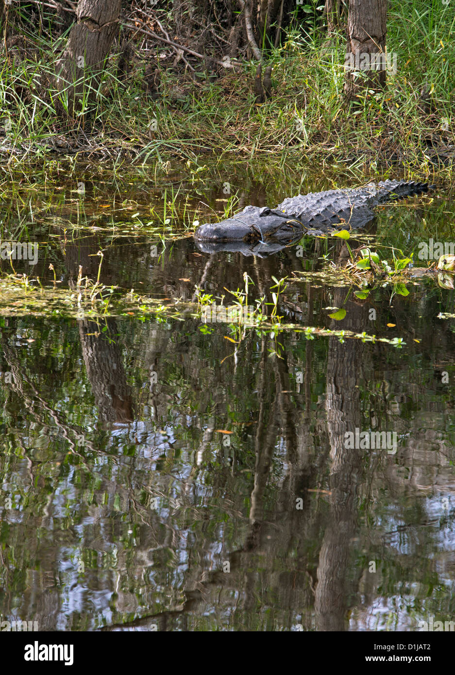 The Barataria Preserve, a part of Jean Lafitte National Historical Park and Preserve Stock Photo