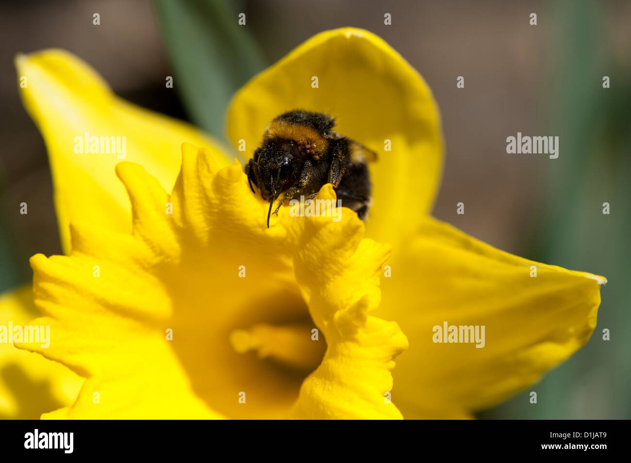 Bee Daffodil High Resolution Stock Photography and Images Alamy