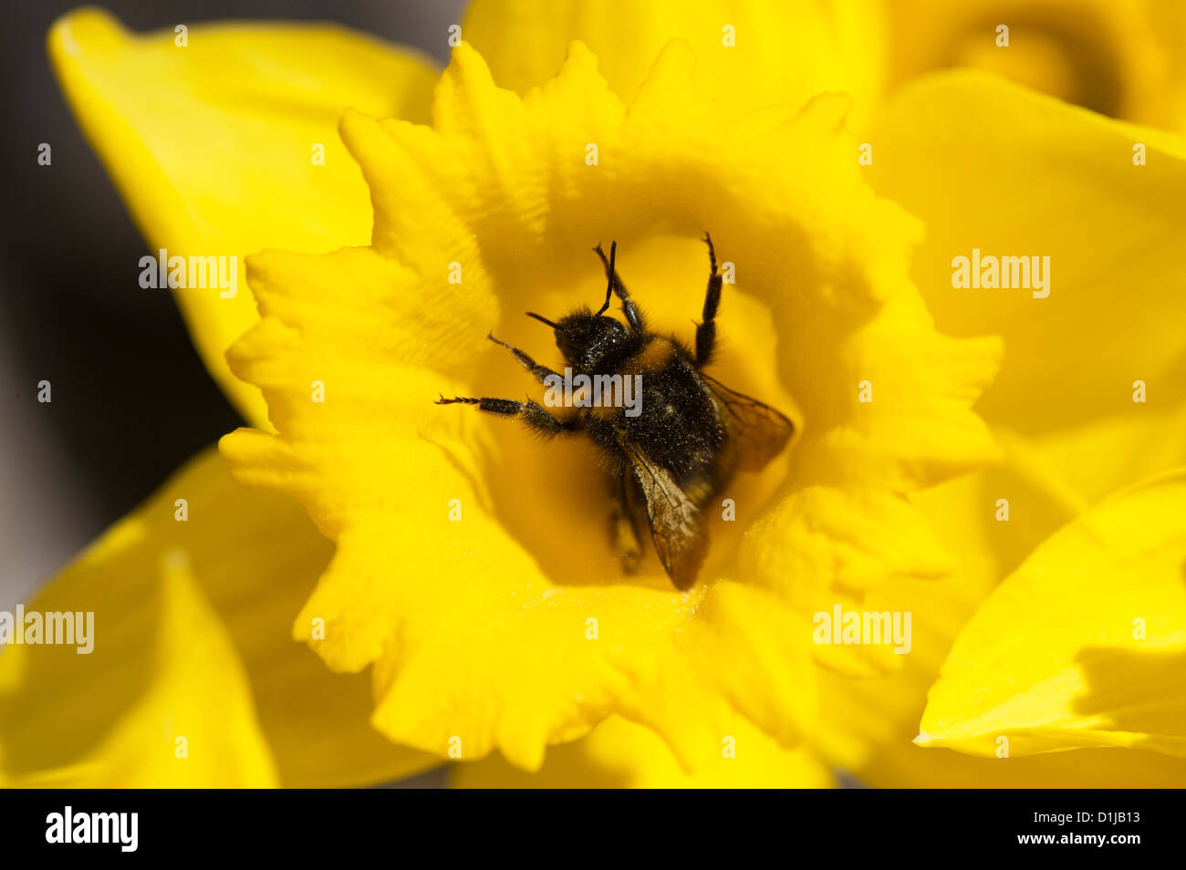 Bee daffodil hires stock photography and images Alamy