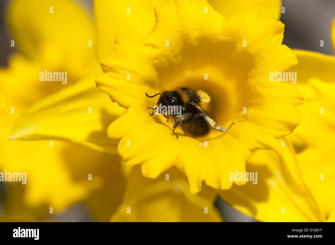 Bee daffodil hires stock photography and images Alamy