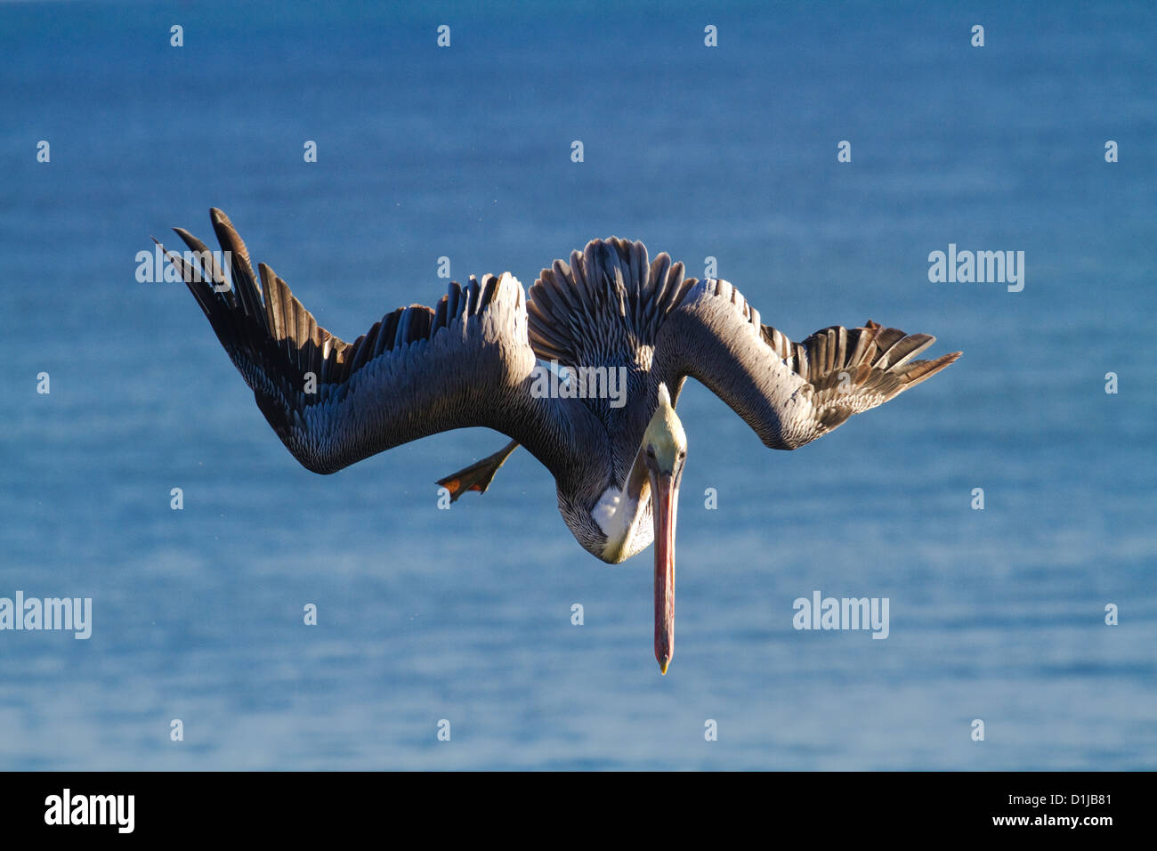 Brown Pelican Diving Stock Photo Alamy