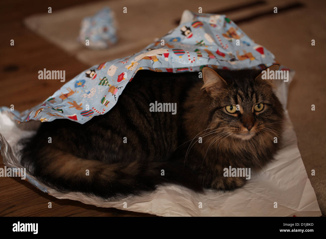 A fluffy cat sits in some Christmas wrapping paper Stock Photo Alamy