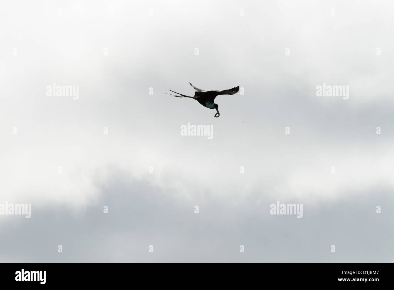 Bird flying with its prey Stock Photo