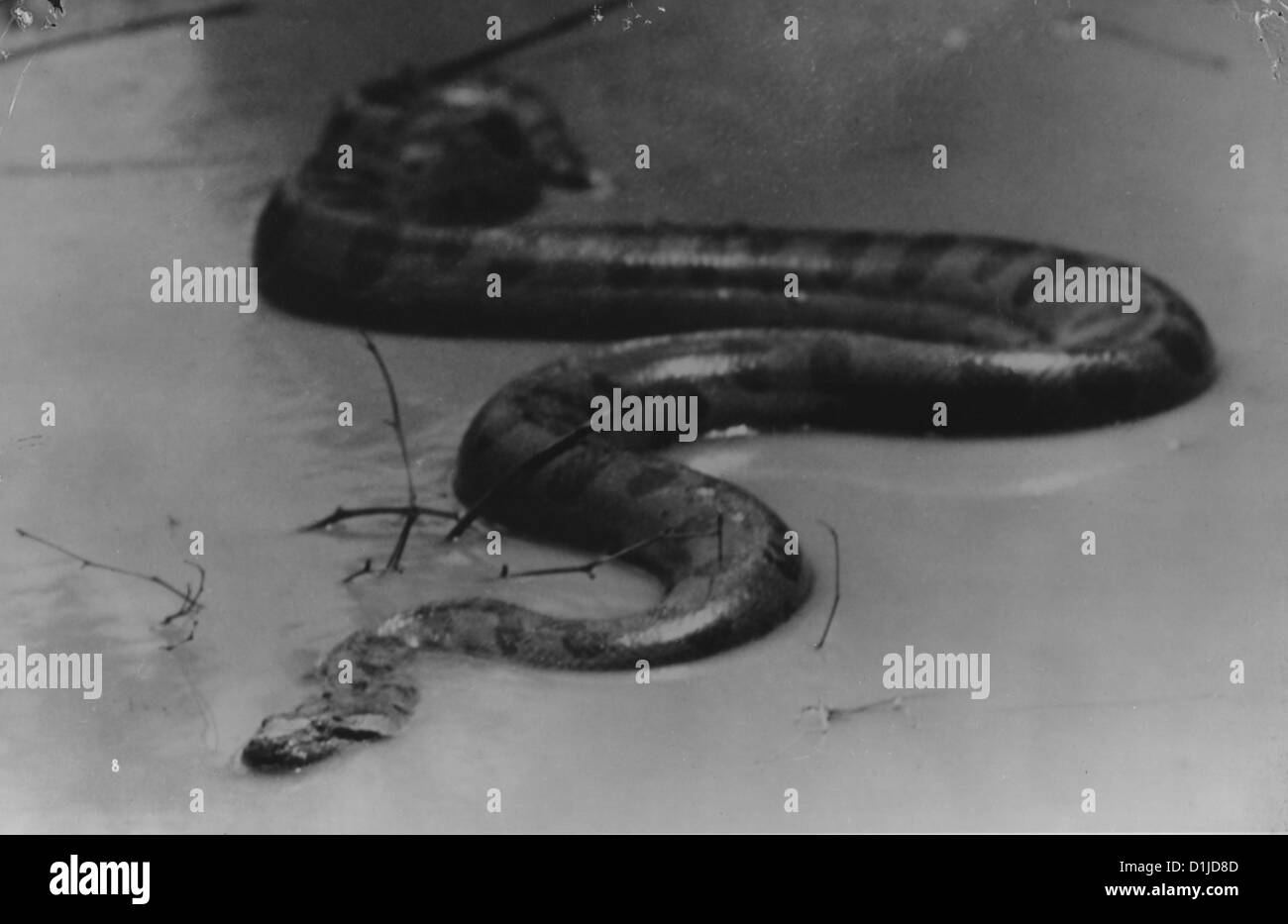Anaconda the film hires stock photography and images Alamy