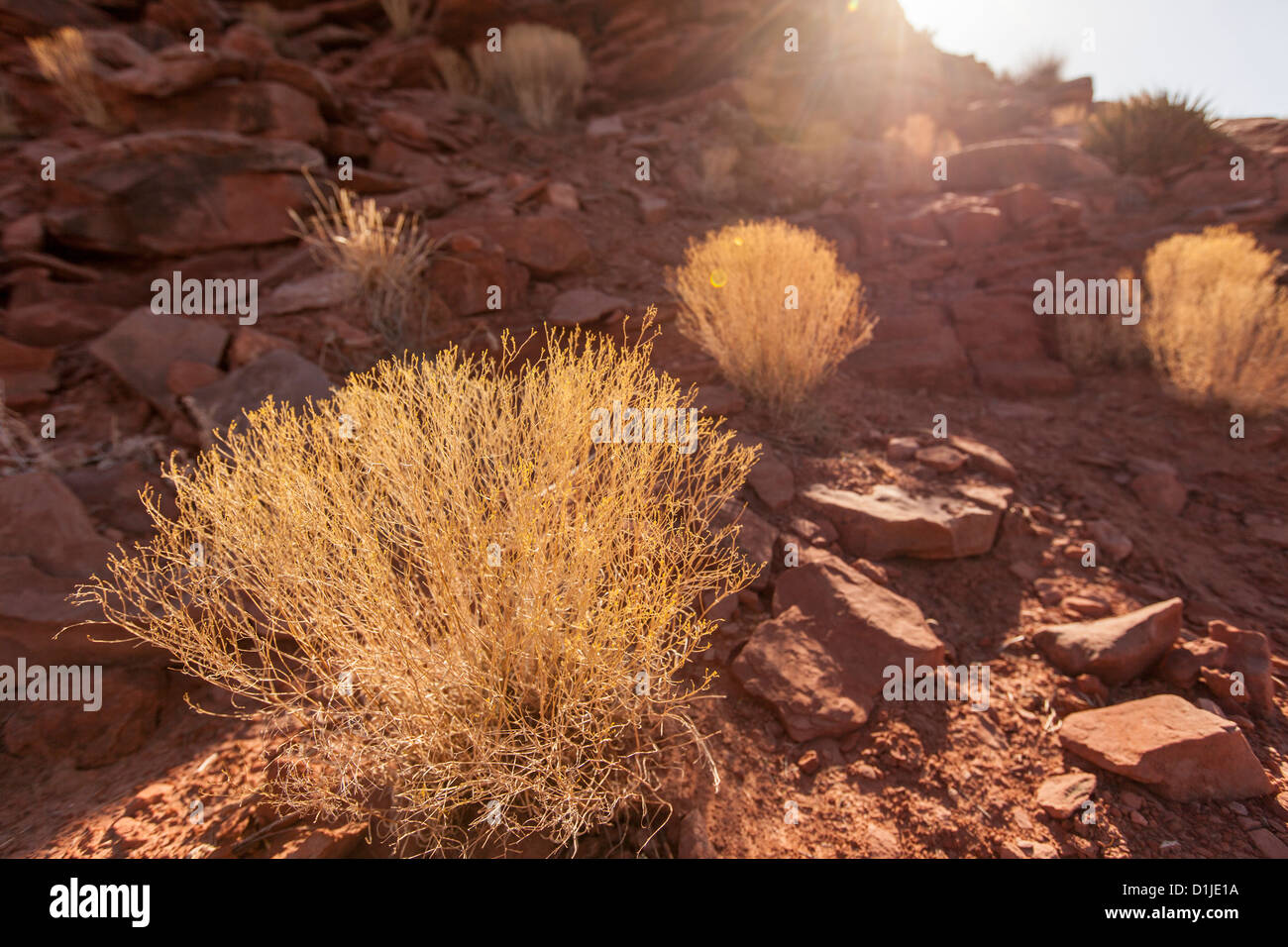 Tumbleweed along the cliffs of the Grand Canyon West at Eagle Point Hualapai Nation reservation, AZ. Stock Photo