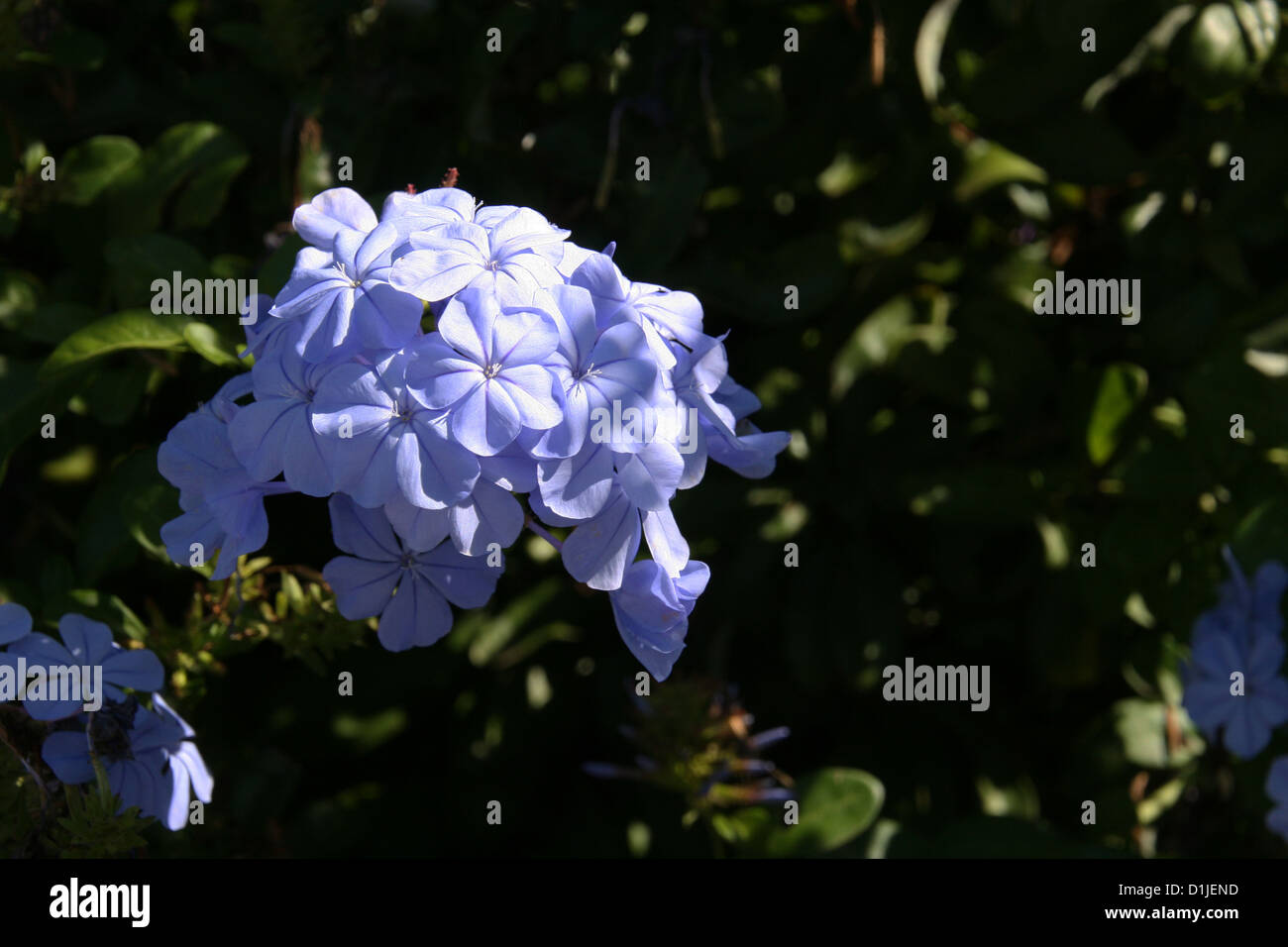 Cluster of small flowers hires stock photography and images Alamy