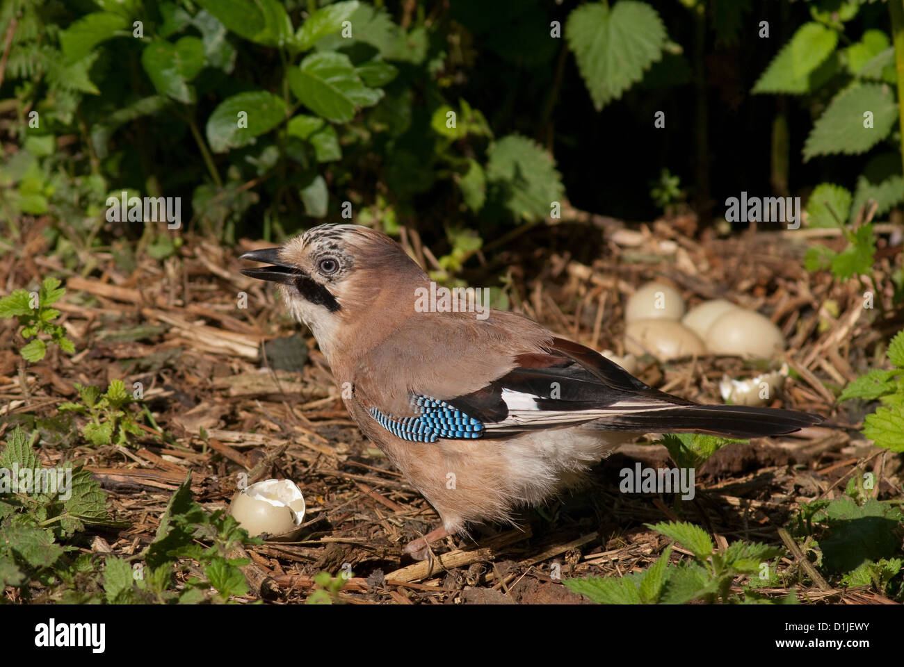 Adult European Jay eating pheasants eggs Stock Photo