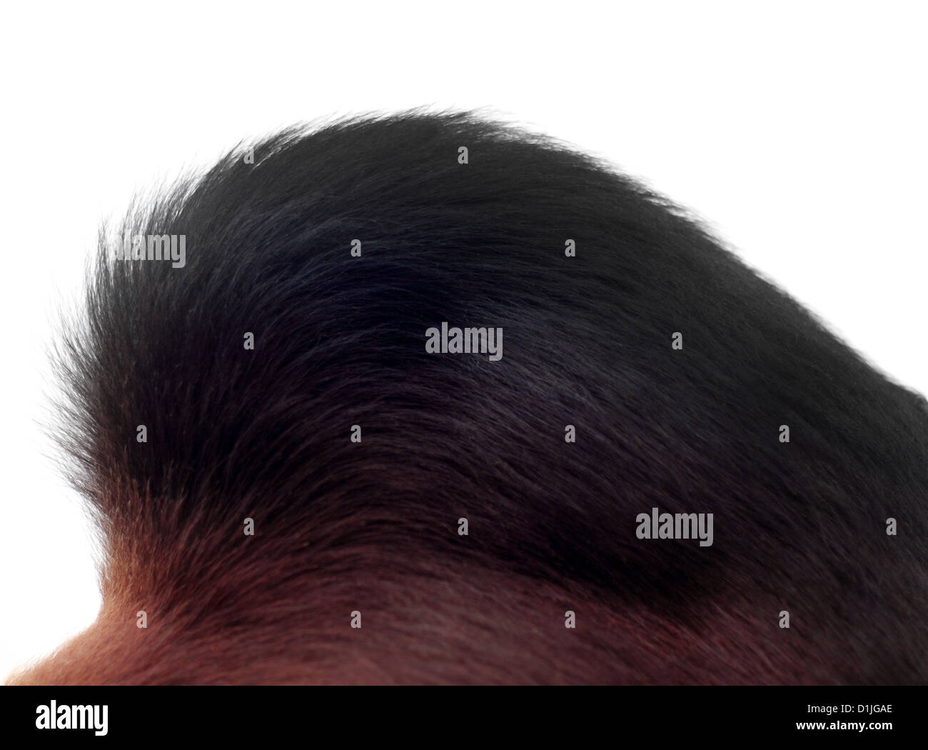 Hump of a bull over white background Stock Photo - Alamy