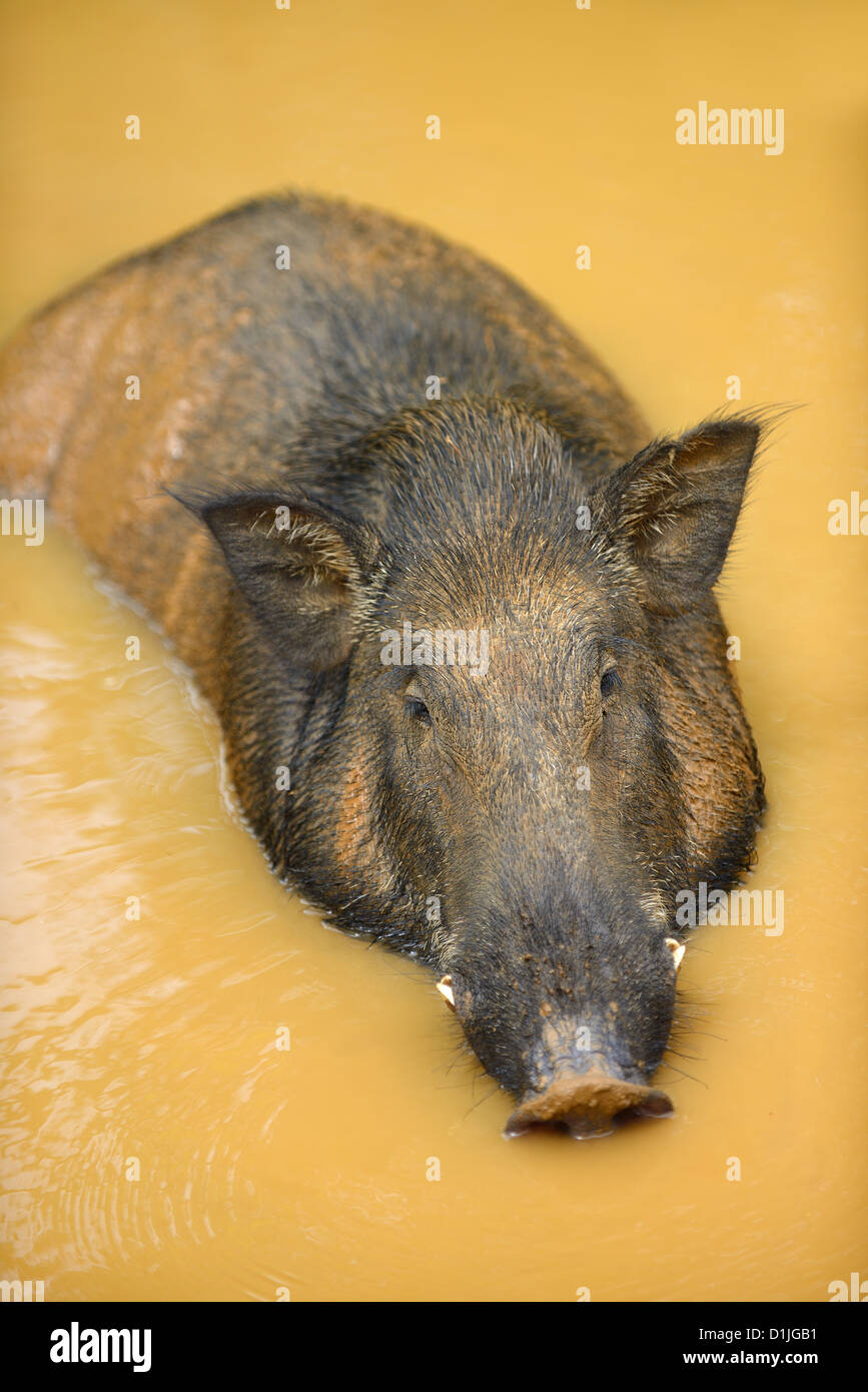 Wild boar. The national Park of Sri Lanka Stock Photo