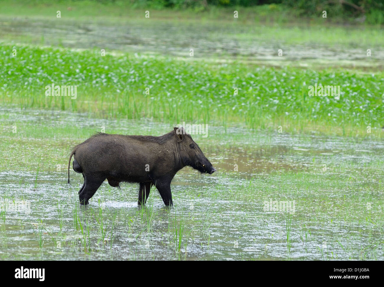 Wild boar. The national Park of Sri Lanka Stock Photo