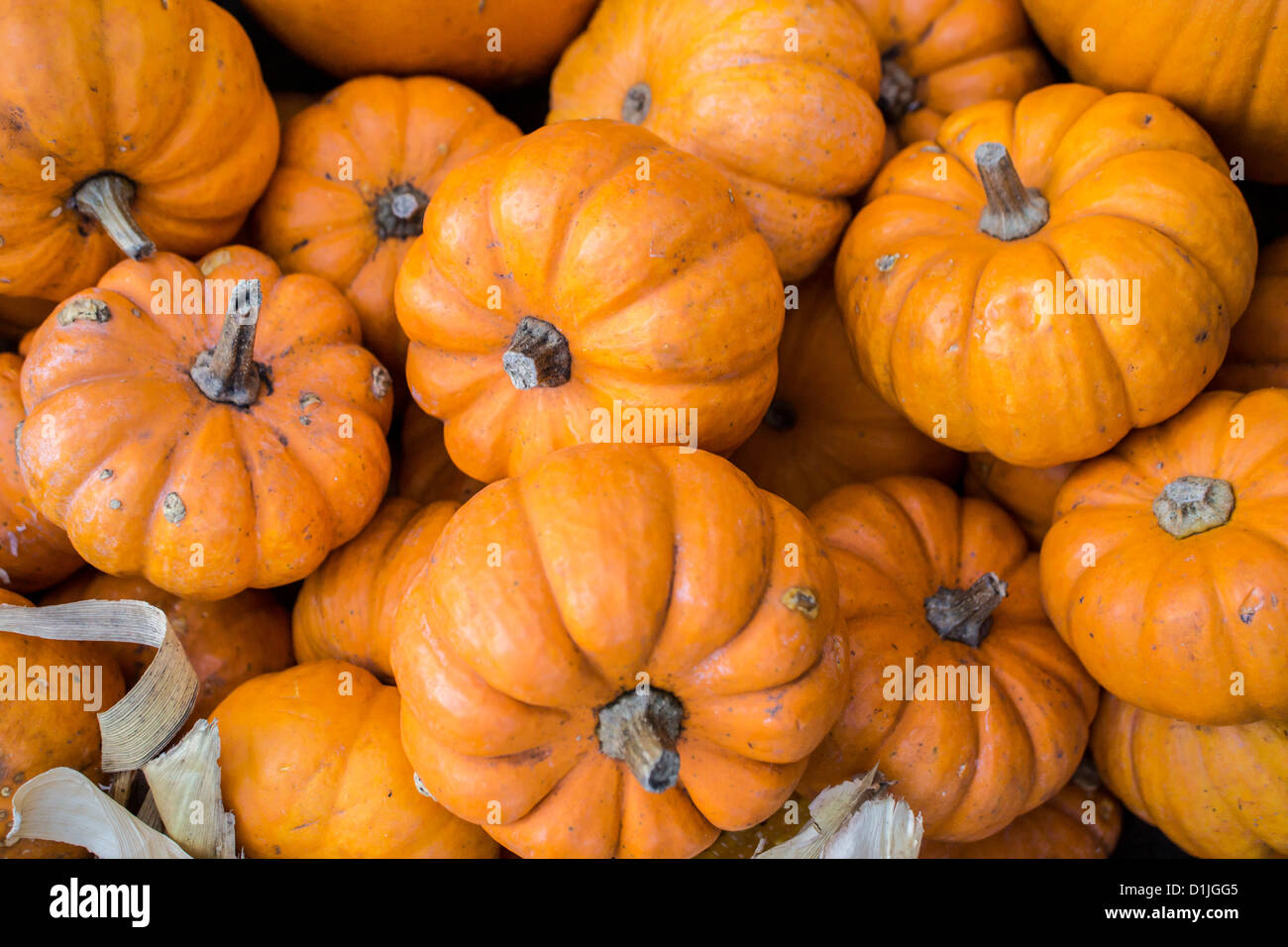 A pumpkin is a gourdlike squash of the genus Cucurbita and the family