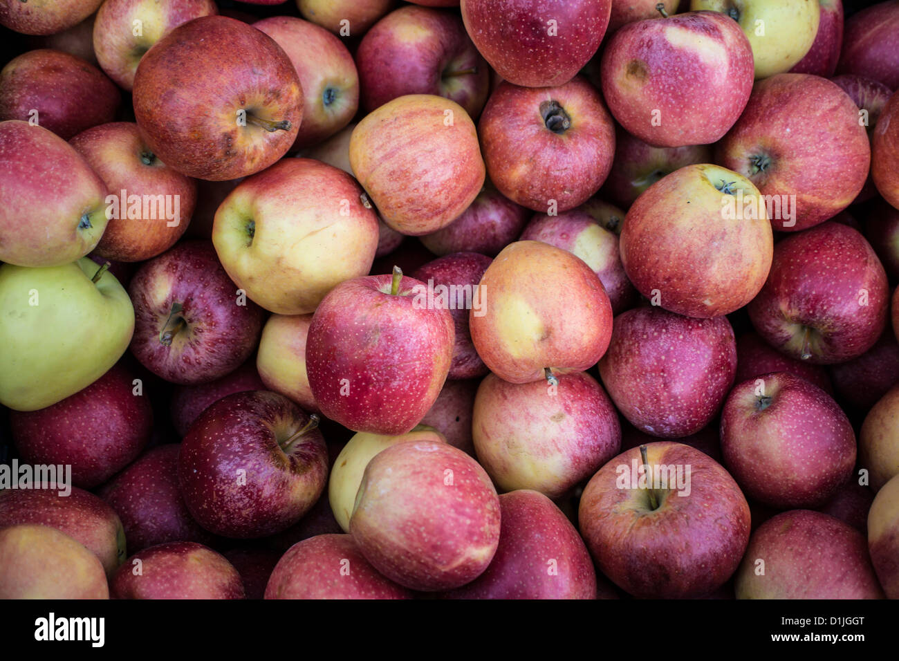 Gala is a clonally propagated apple with a mild and sweet flavor Stock Photo