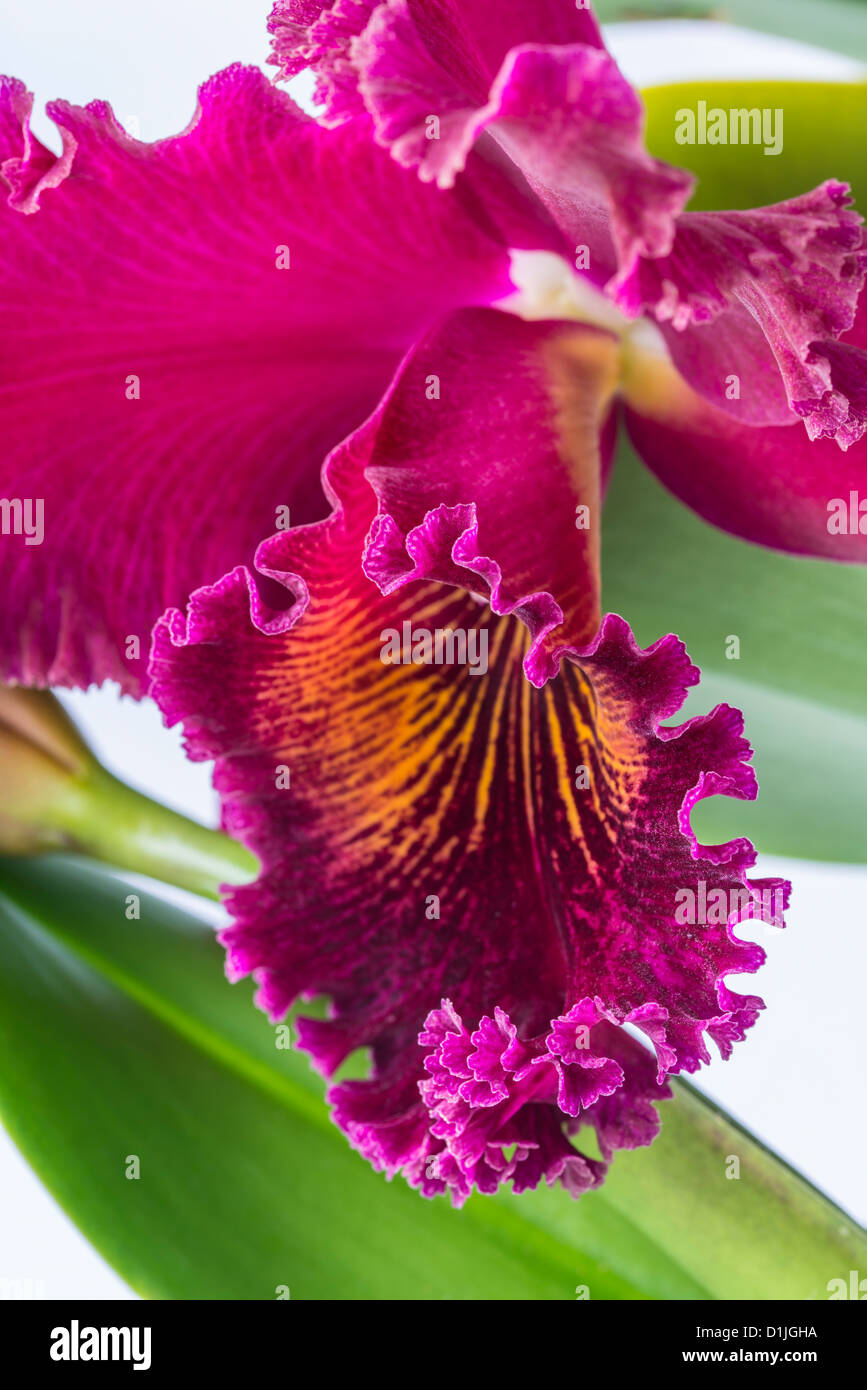 orchid Cattleya Stock Photo