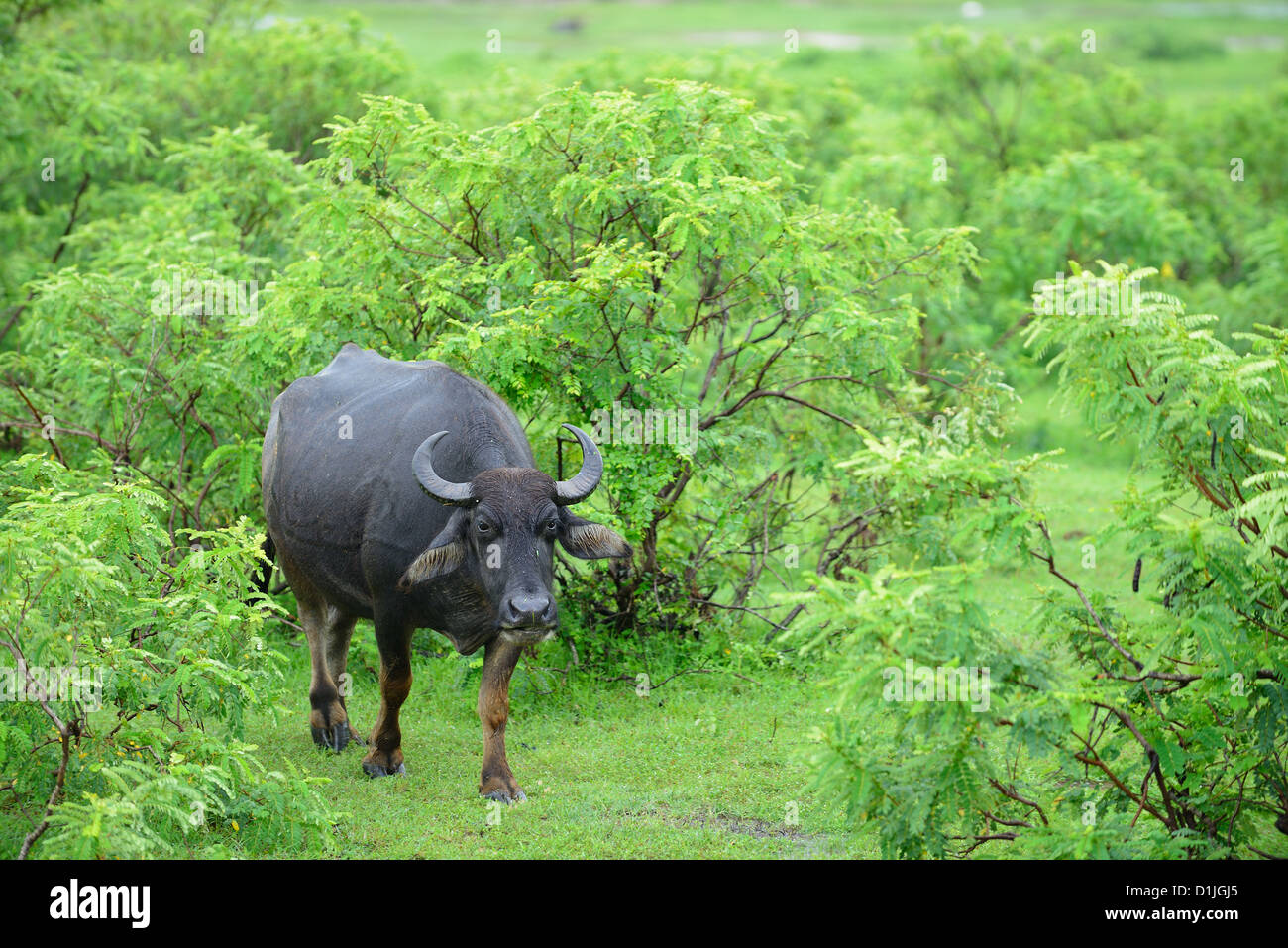Local Buffalo Wild buffalo. The national Park of Sri Lanka Stock Photo - Alamy
