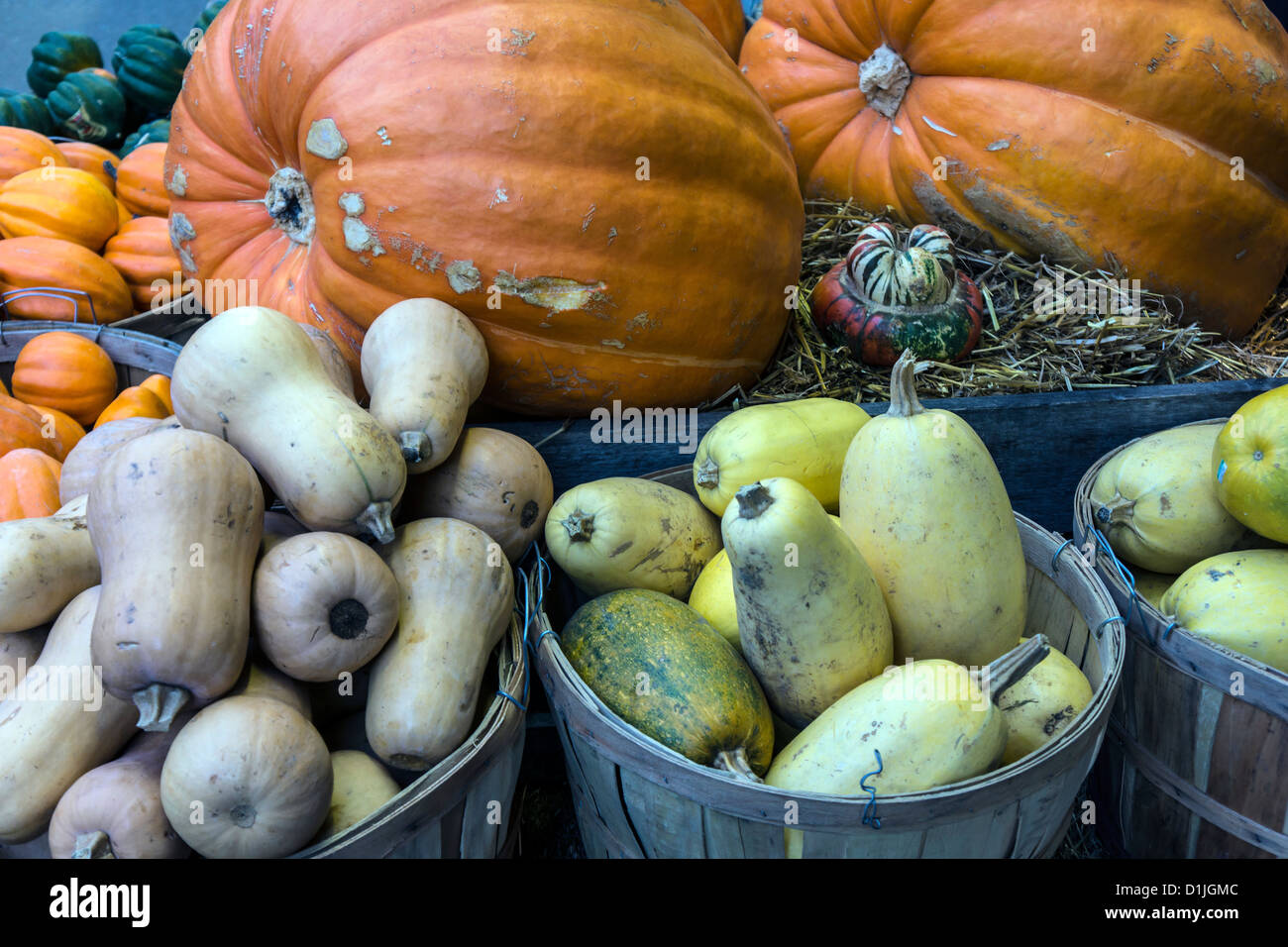 Pumpkins, gourds and Squash in autumn in Farmers market Stock Photo Alamy