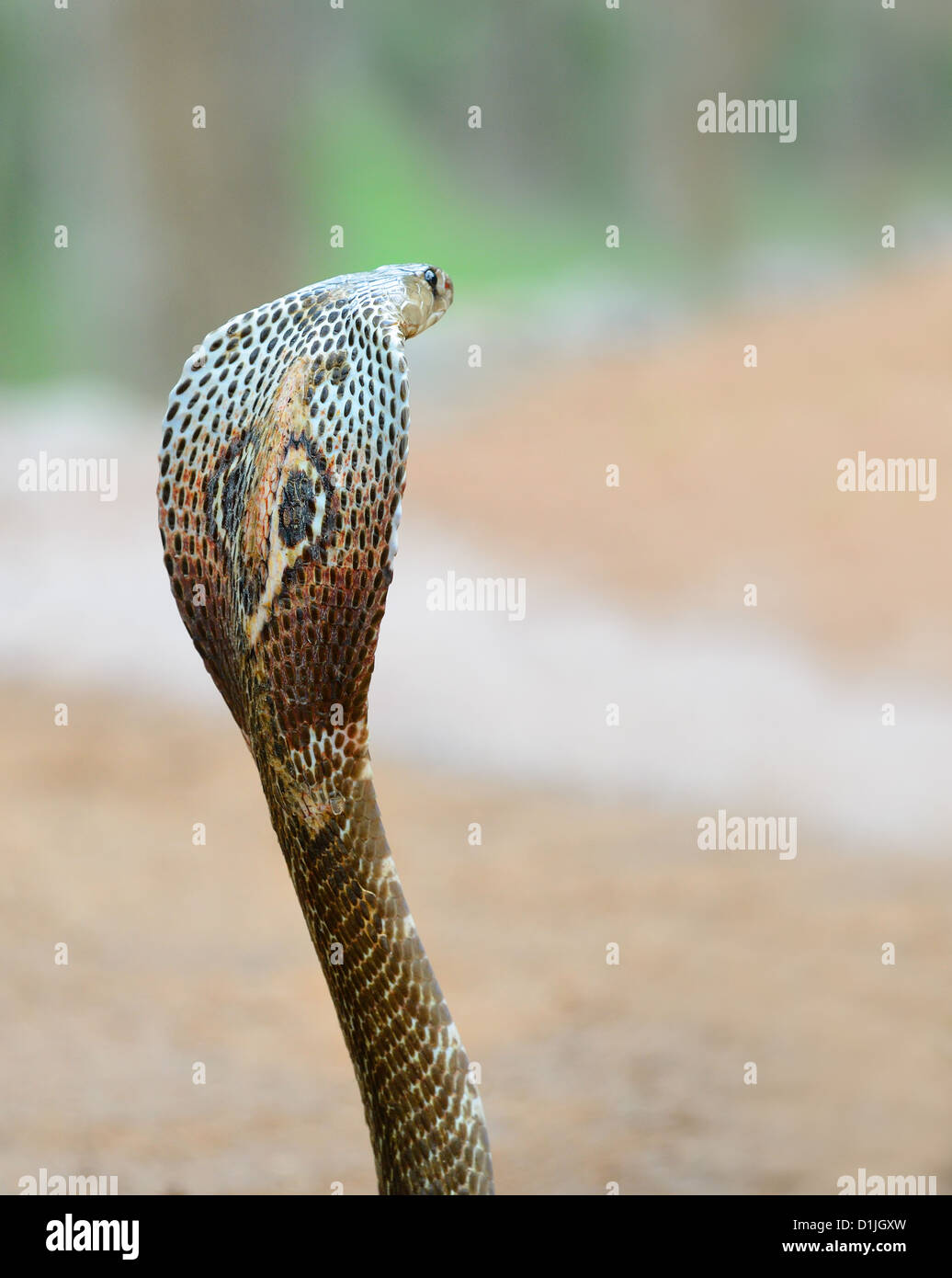 Cobra. A poisonous snake. Country Of Sri Lanka Stock Photo Alamy