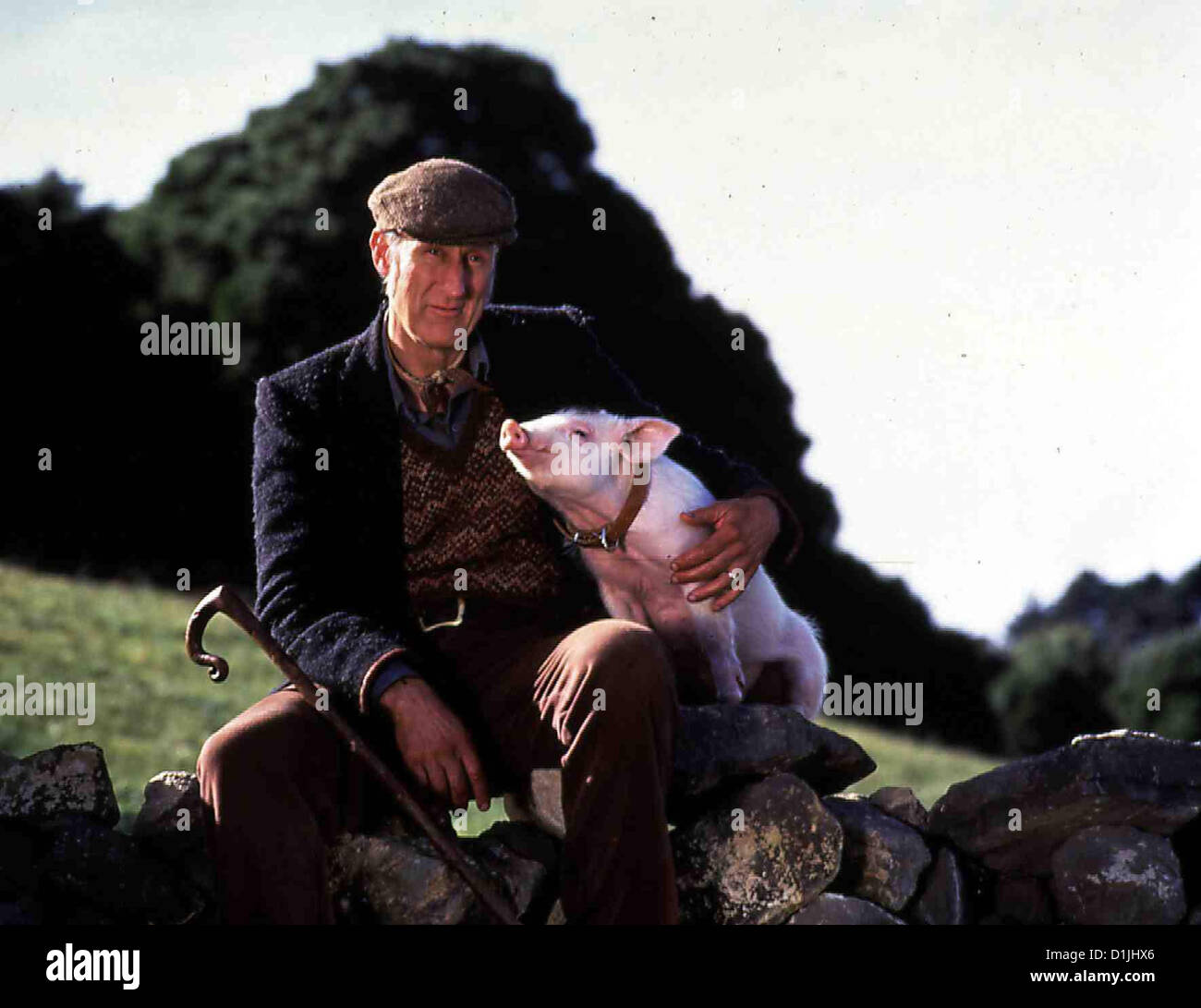 Ein Schweinchen Namens Babe  Babe  James Cromwell Nach kurzer Zeit gehorchen die Schafe Babe auf's Wort. Als Hogget (James Stock Photo