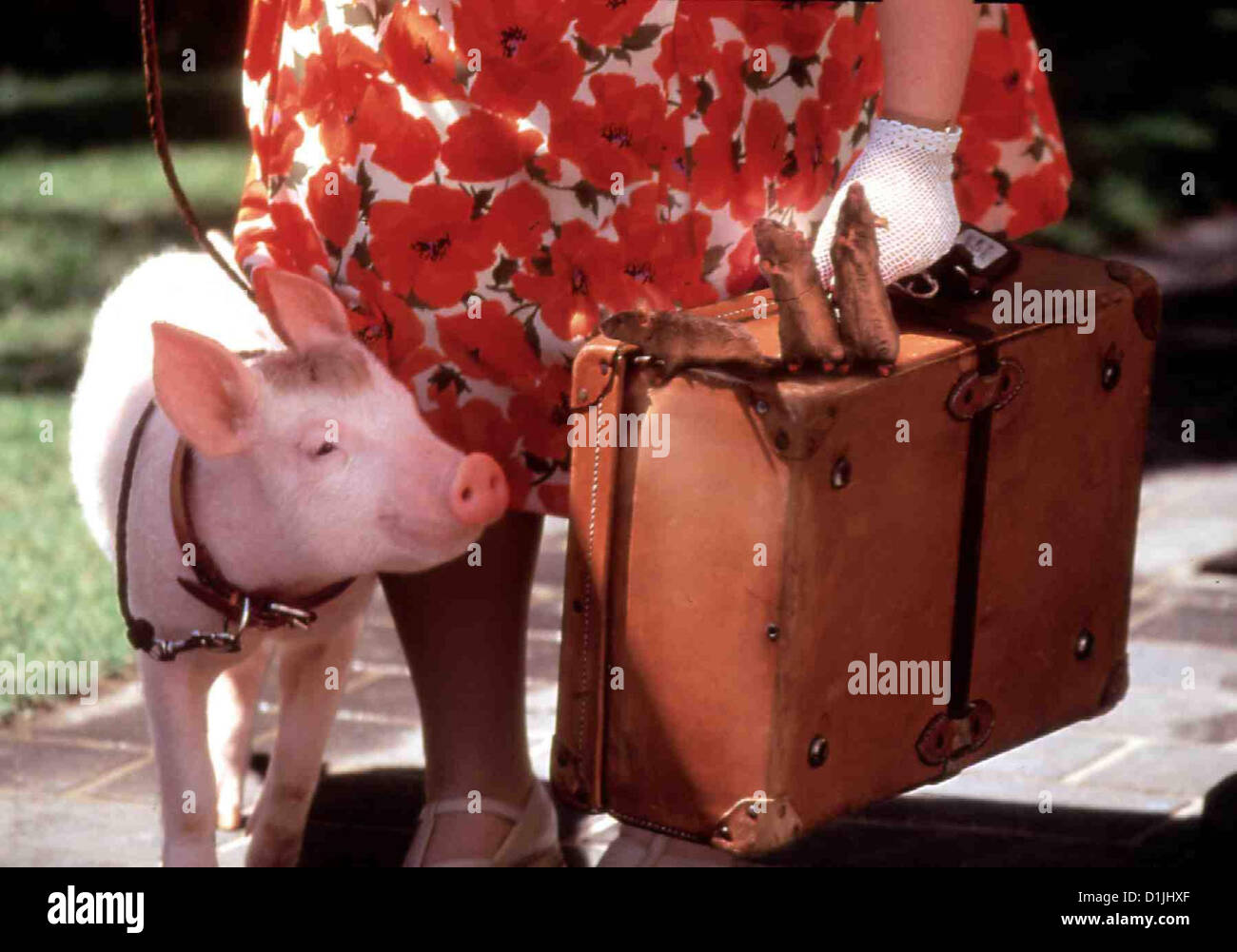 Babe the pig hi-res stock photography and images - Page 2 - Alamy
