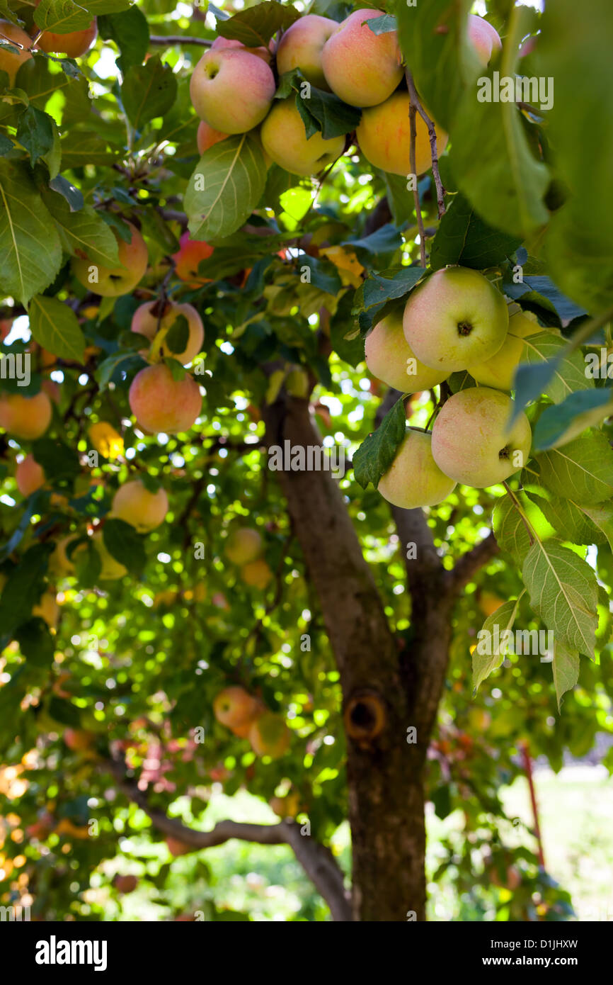 View of an apple tree in an orchard Stock Photo - Alamy