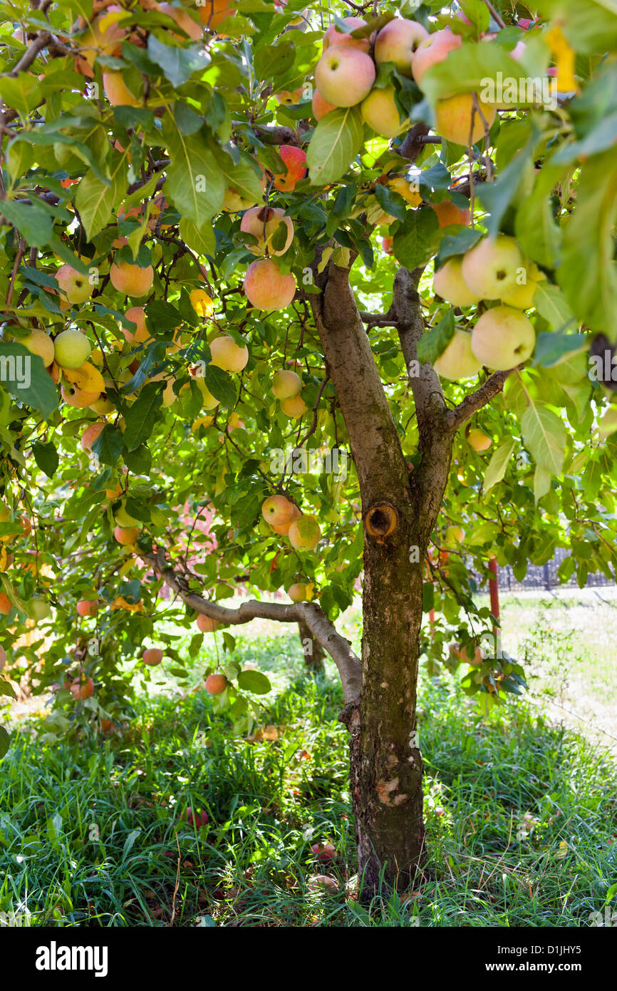 View of an apple tree in an orchard Stock Photo - Alamy