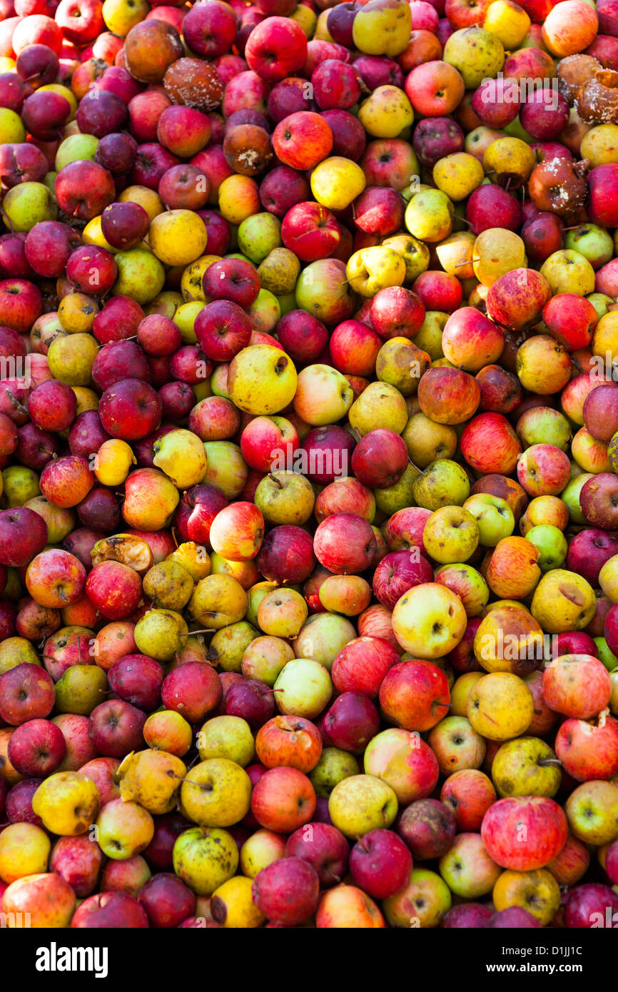 MAC EVERYTHING S ALL RIPE visual data 7