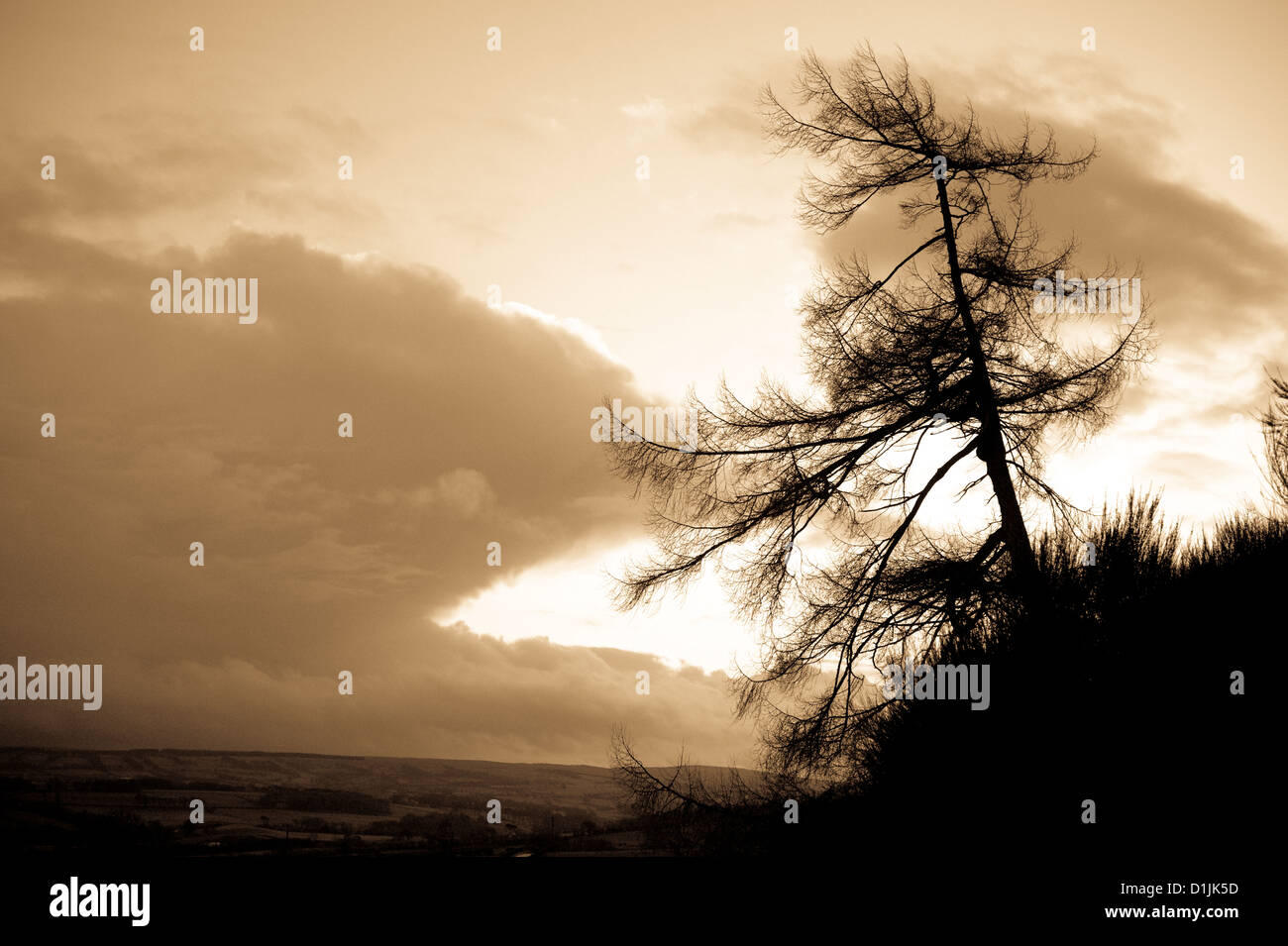 Tree silhouette at dusk  (© Alan Davidson) Stock Photo