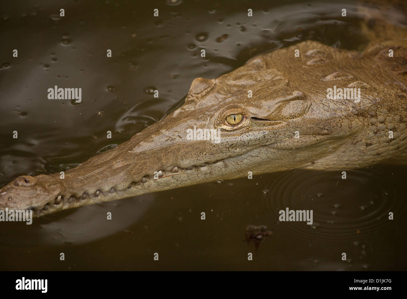 American crocodile, sci;name; Crocodylus acutus, in a river in Los Santos province, Republic of Panama. Stock Photo