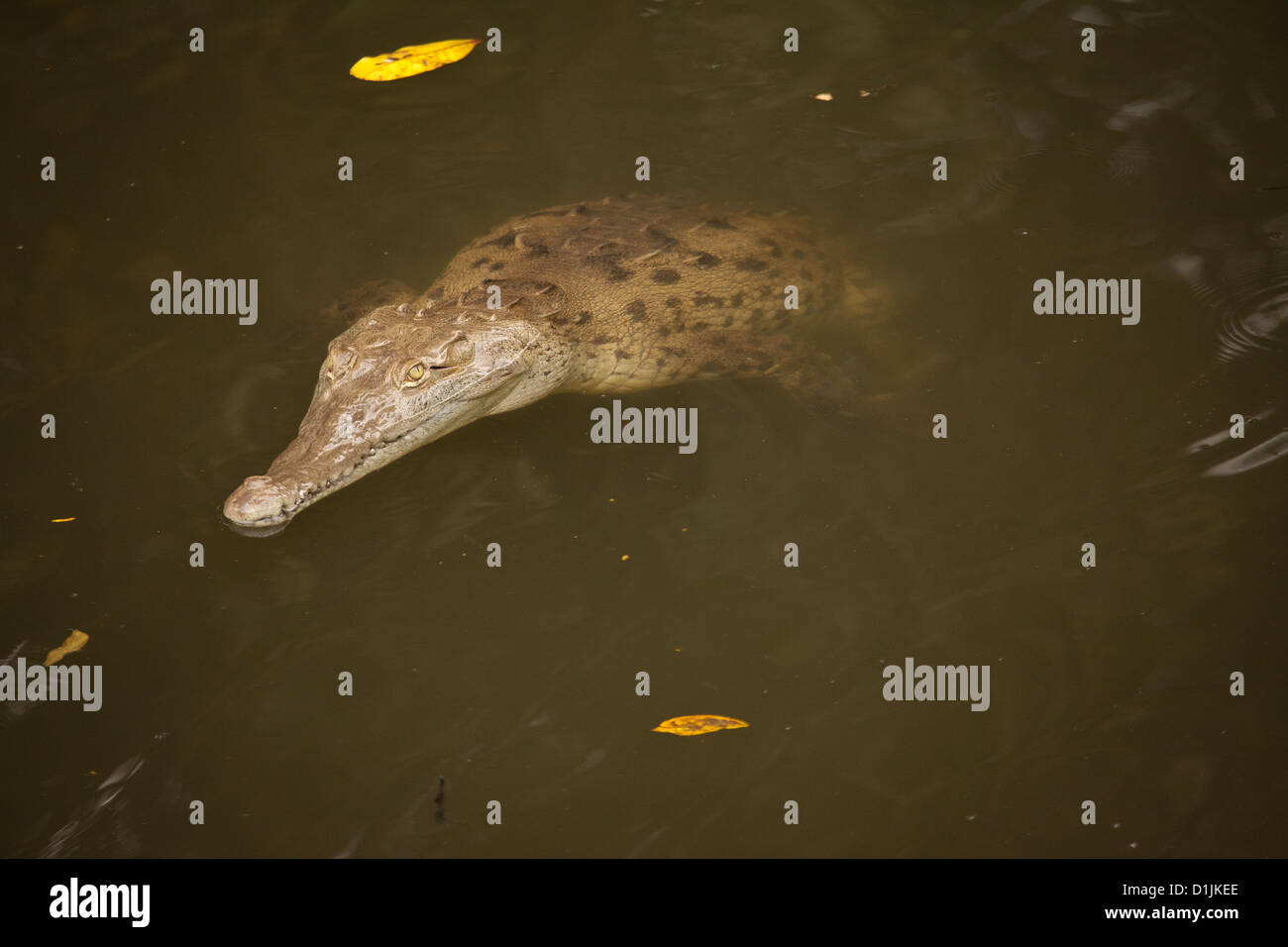 American crocodile, sci;name; Crocodylus acutus, in a river in Los Santos province, Republic of Panama. Stock Photo